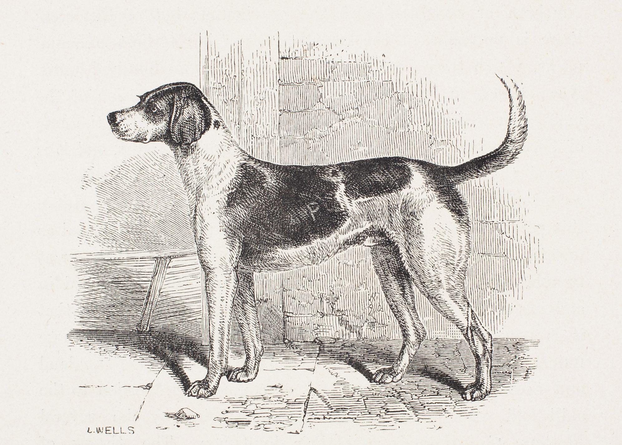 L. Wells Animal Print - "Hermit, " a High-Bred Modern Foxhound