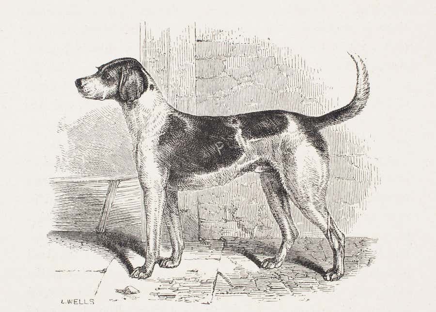 "Hermit, " a High-Bred Modern Foxhound
