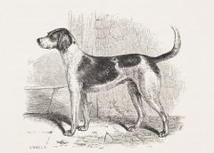 Antique "Hermit, " a High-Bred Modern Foxhound