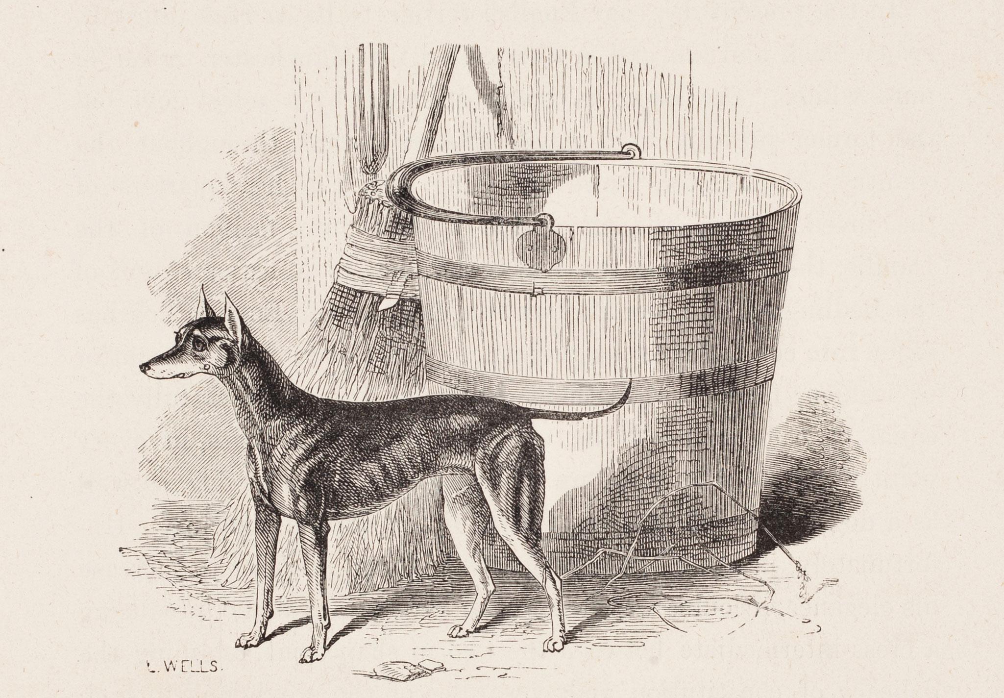 "Lady", un Terrier inglese