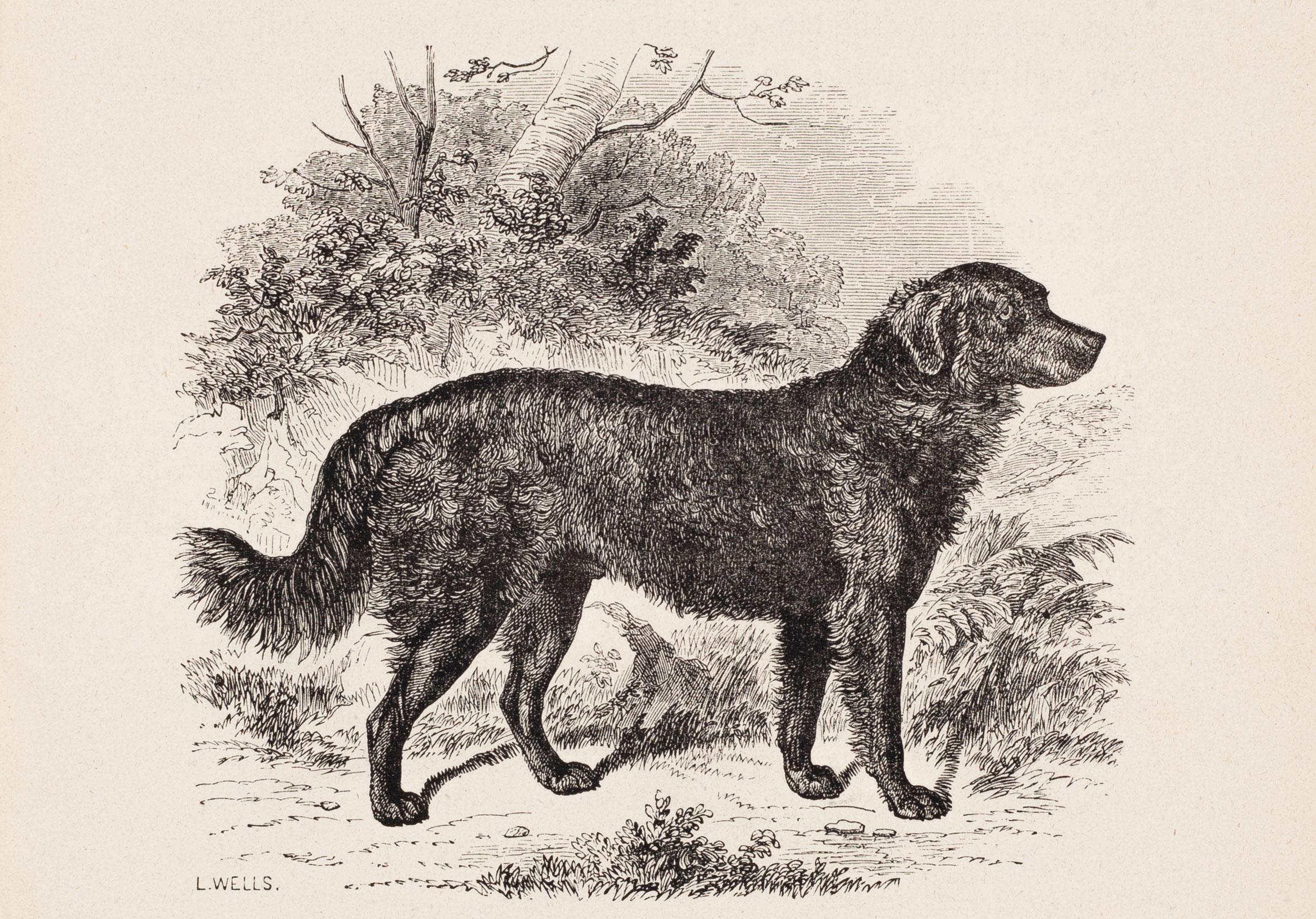 L. Wells Landscape Print - Retriever Crossed with a Setter