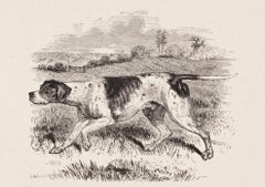 "Sancho", un moderno Pointer inglese