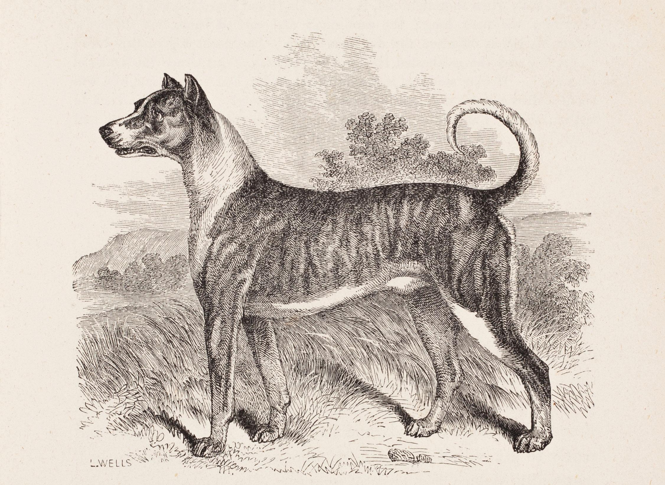 Animal Print L. Wells - Le chien de chasse