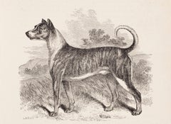 Antique The Boarhound