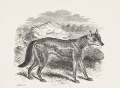 Antique The Wolf