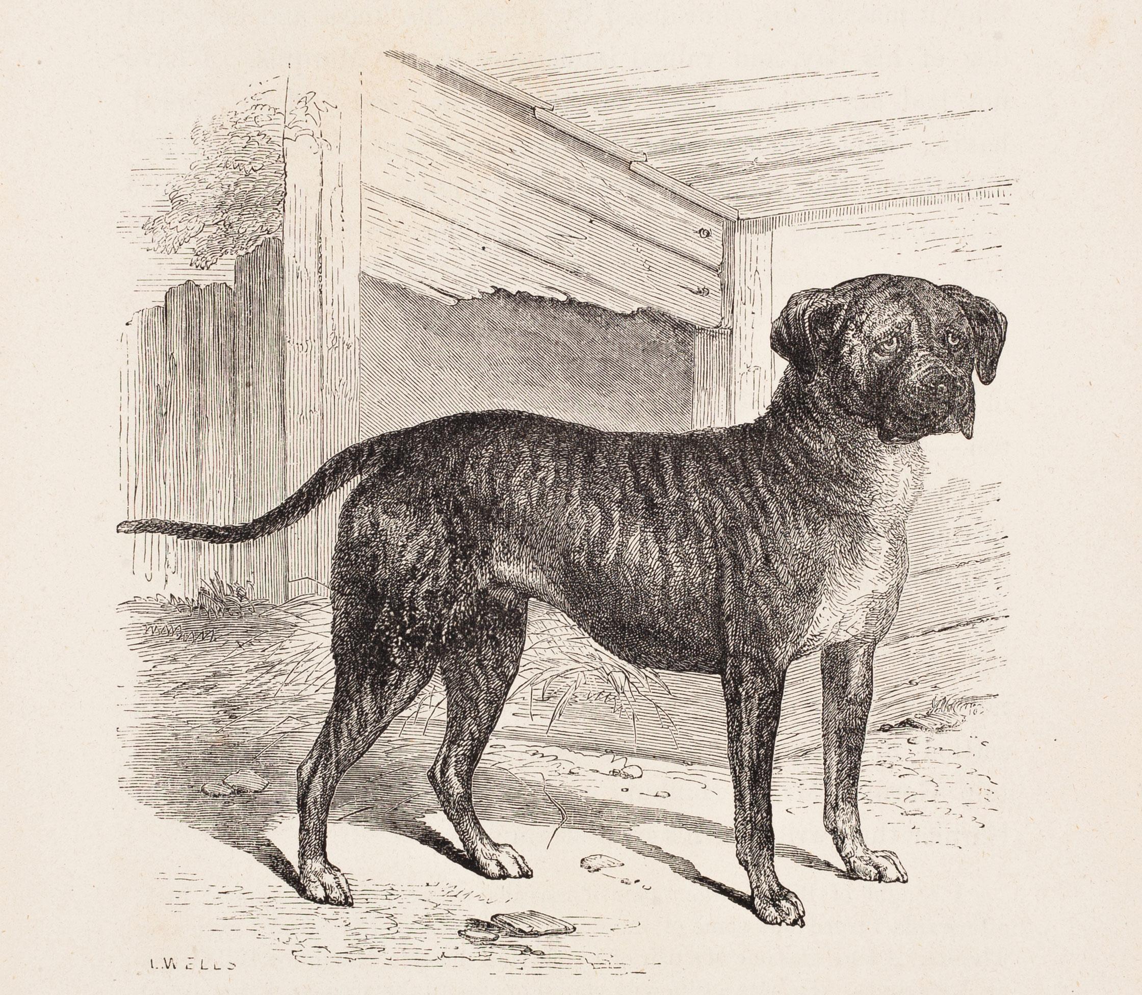 L. Wells Landscape Print - "Wallace, " and English Mastiff