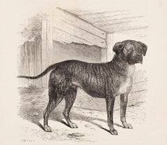 "Wallace, " and English Mastiff