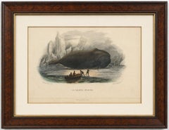 La Baleine Franche (Right Whale), Hand-Colored Engraving, 1840