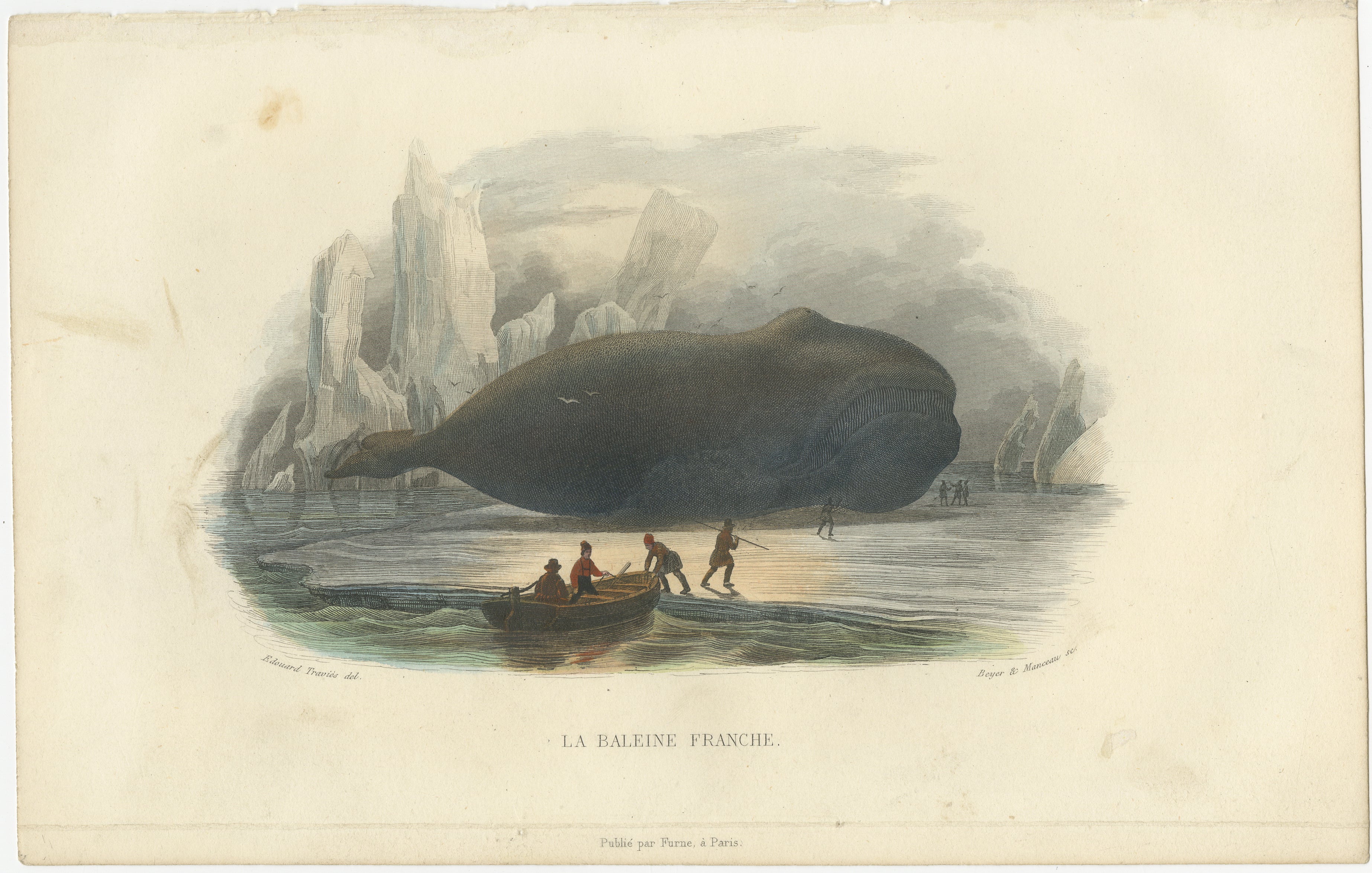 La Baleine Franche (Right Whale), Hand-Colored Engraving, 1840