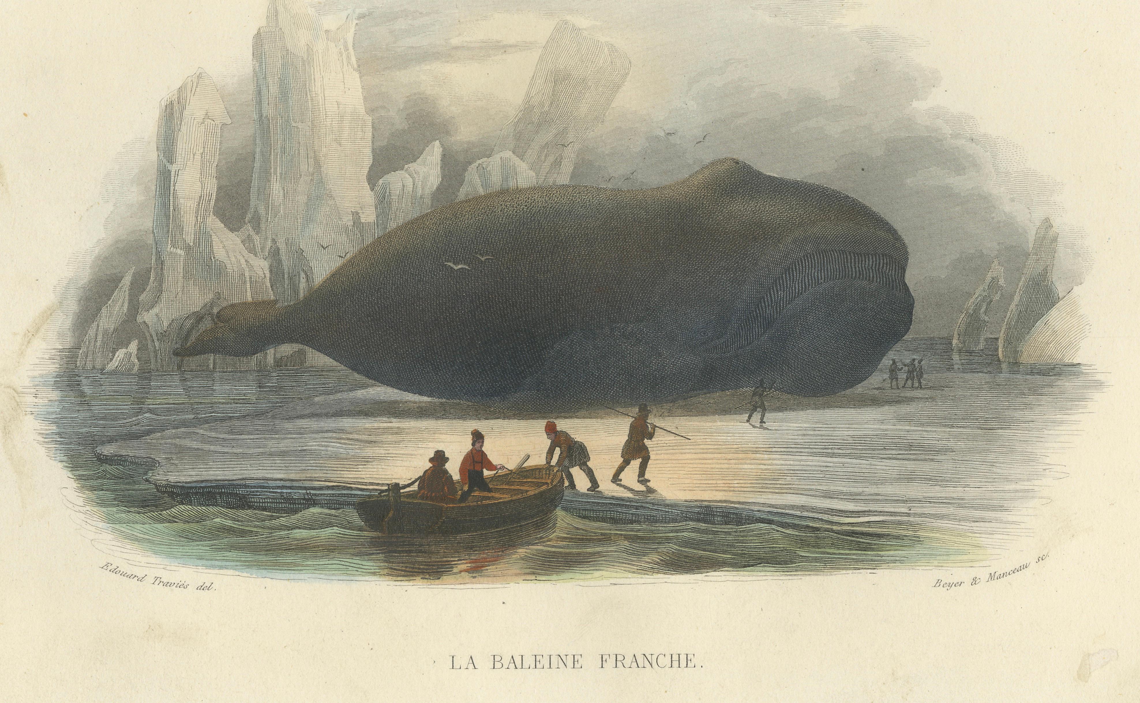 La Baleine Franche (Right Whale), Hand-Colored Engraving, 1840