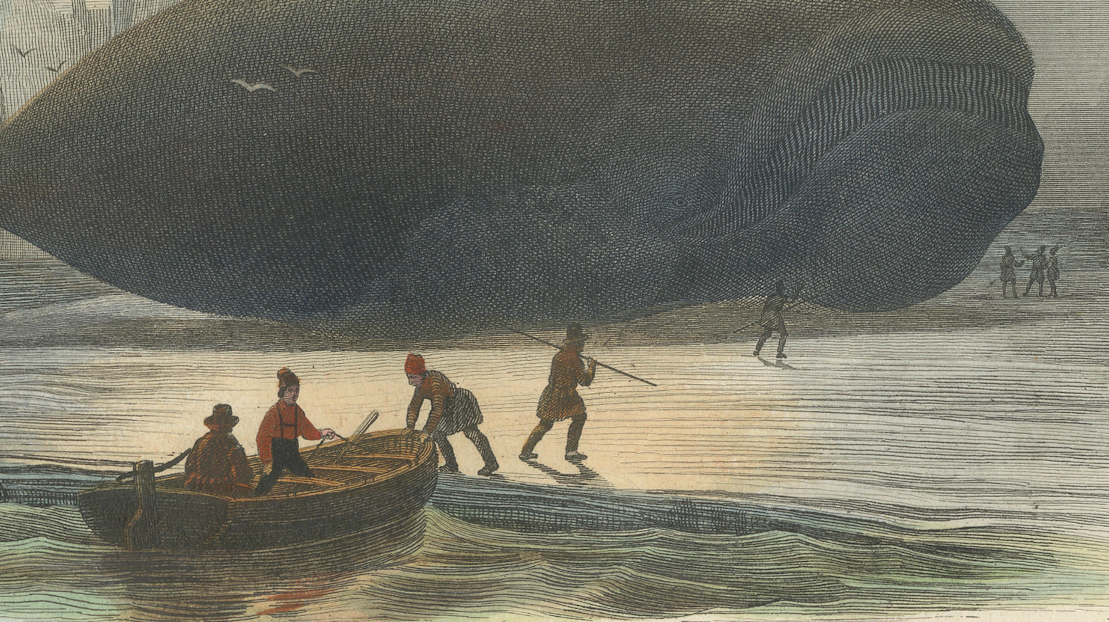 La Baleine Franche (Right Whale), Hand-Colored Engraving, 1840