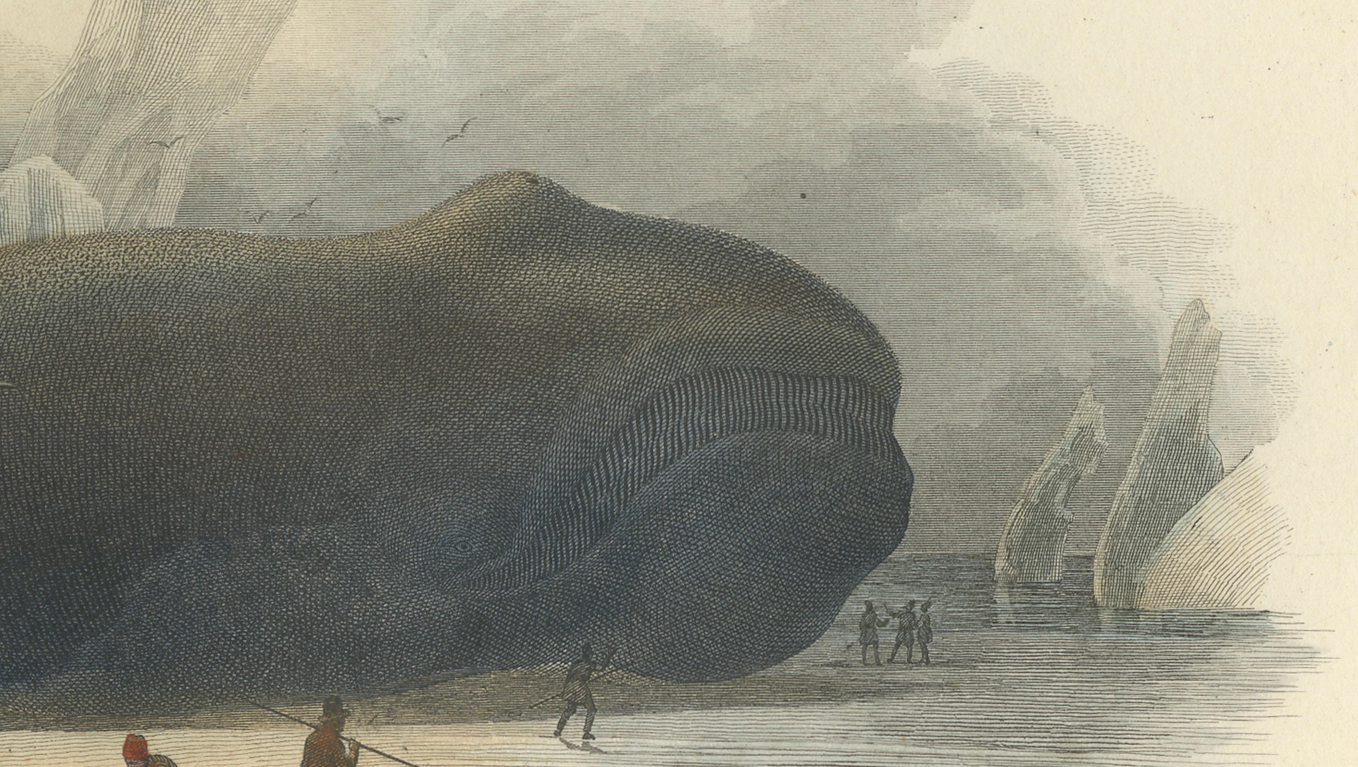 La Baleine Franche (Right Whale), Hand-Colored Engraving, 1840