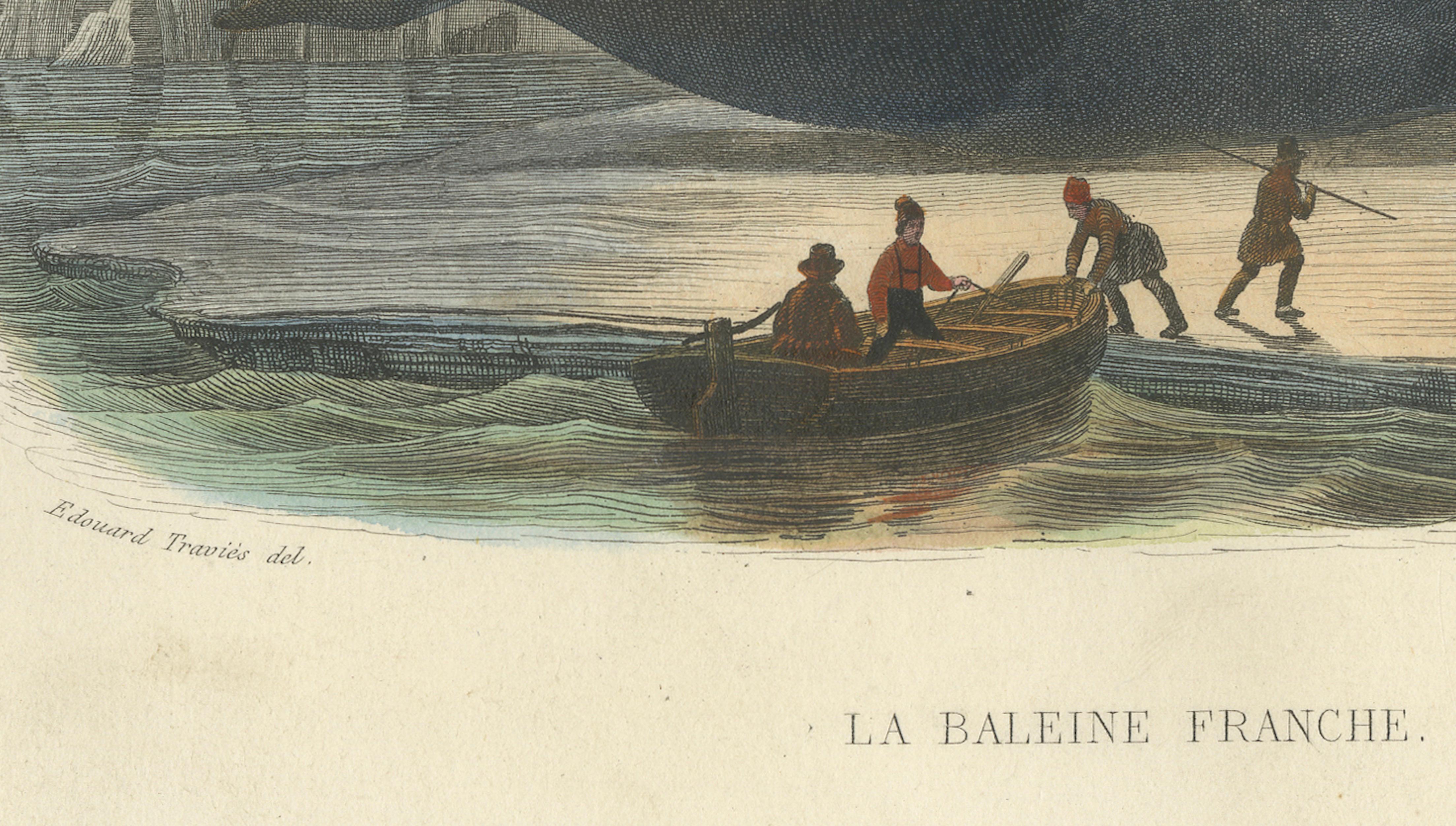 La Baleine Franche (Right Whale), Hand-Colored Engraving, 1840