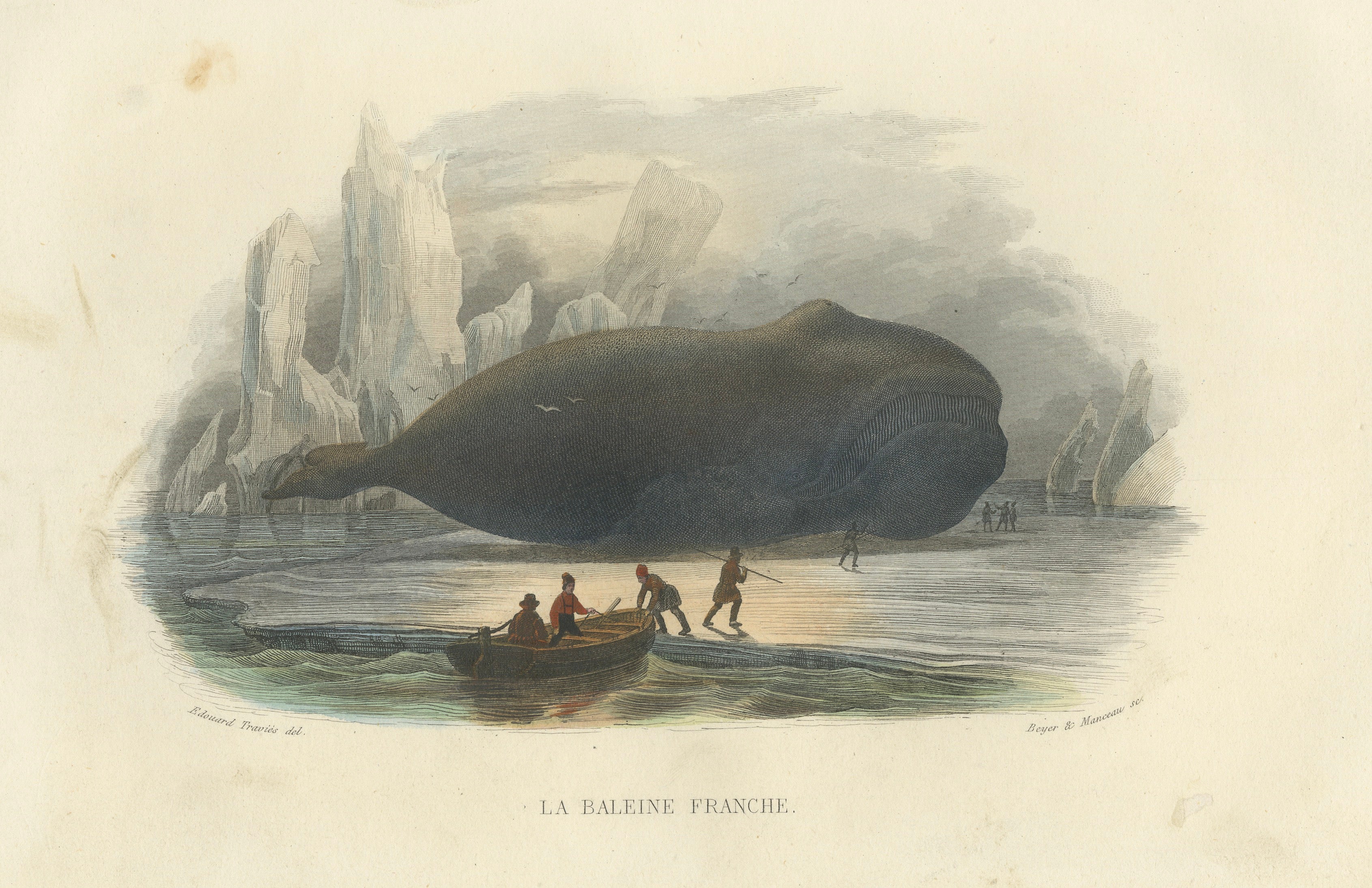 La Baleine Franche (Right Whale), Hand-Colored Engraving, 1840