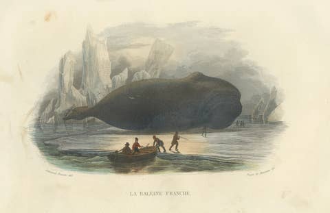 La Baleine Franche (Right Whale), Hand-Colored Engraving, 1840
