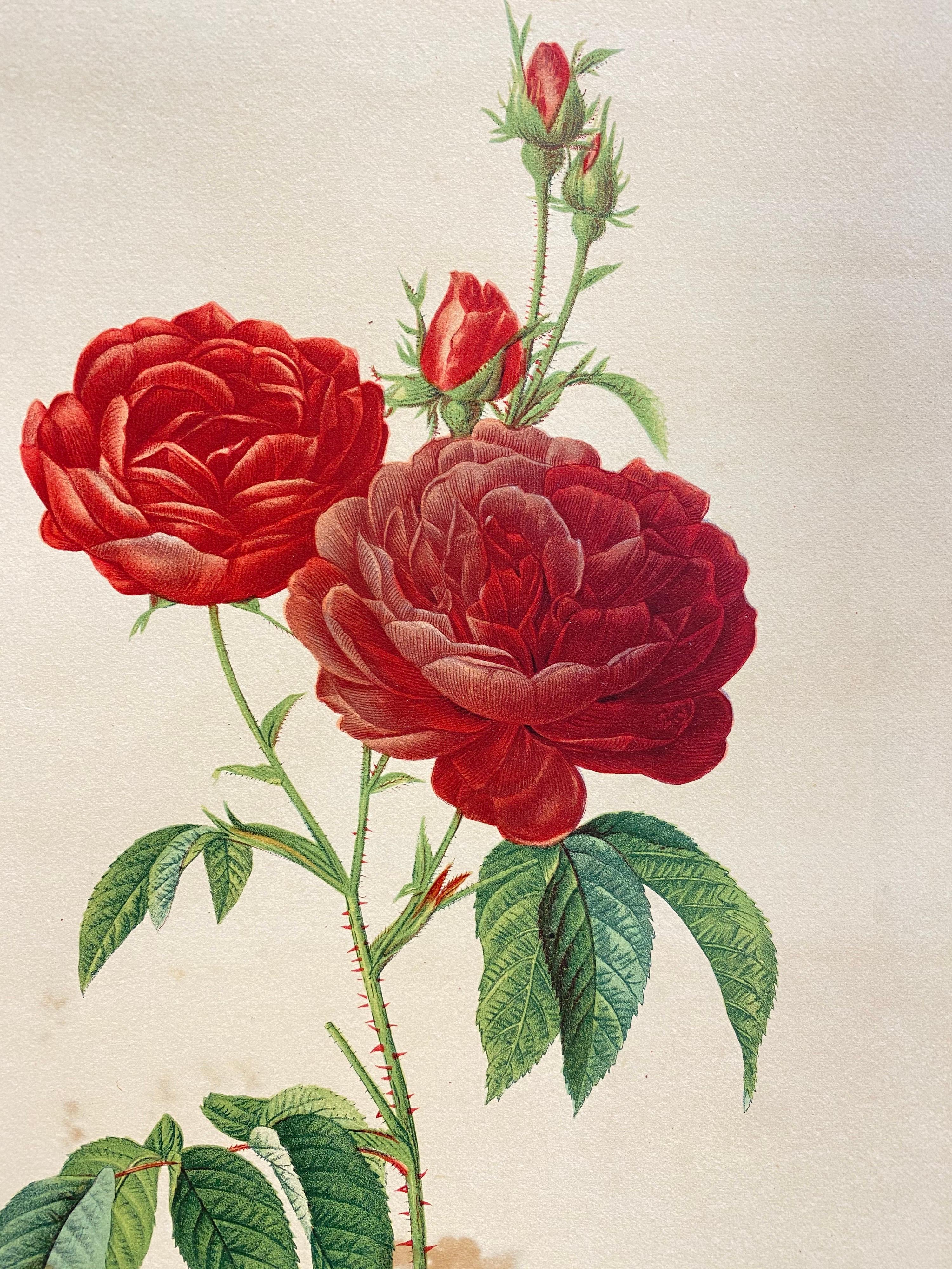 La Redoute
satz von sechs französischen Vintage-Farbdrucken von Rosen
größe: Jeder Druck ist 16 x 12,5 Zoll groß, ungerahmt. 

Zustandsbericht: 
jeder Druck ist in einem guten Zustand, kleinere altersbedingte Flecken und Markierungen, da es