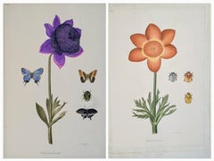 Vintage Botanical Studies, Pair of Watercolours on Silk on Handmade Paper, Anemones