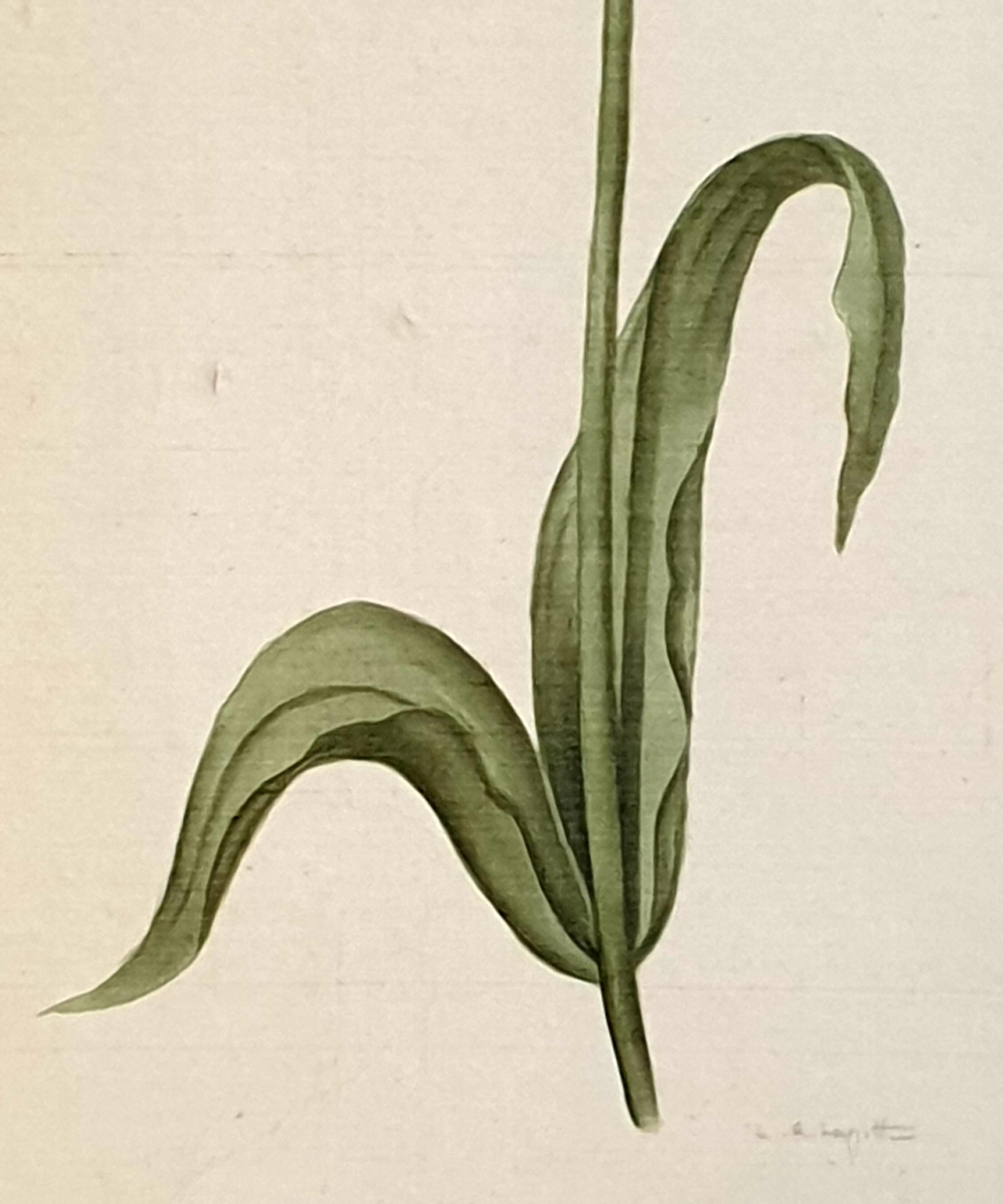 Études botaniques, aquarelles sur soie sur papier fait main, ensemble de trois tulipes en vente 6
