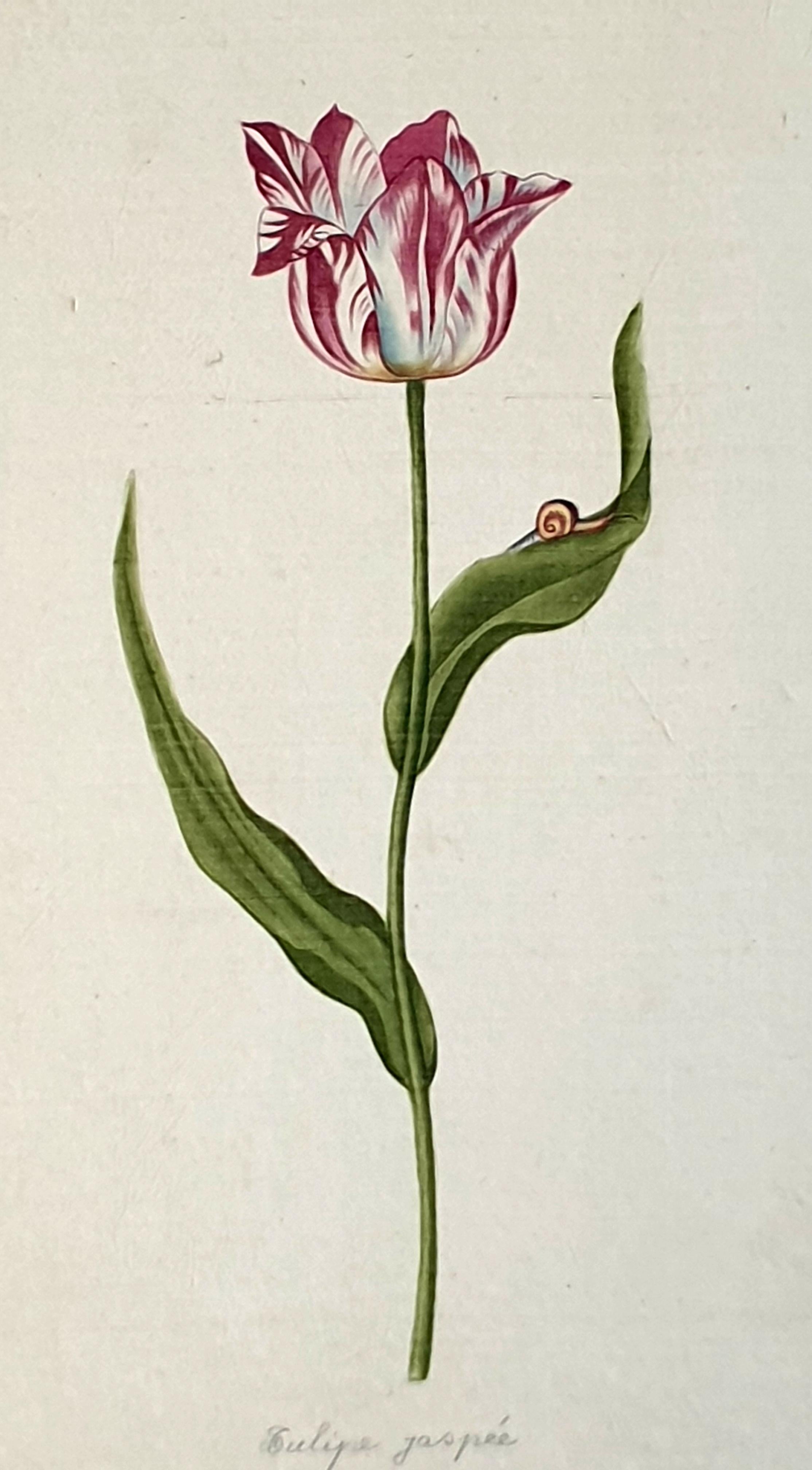 Études botaniques, aquarelles sur soie sur papier fait main, ensemble de trois tulipes en vente 8