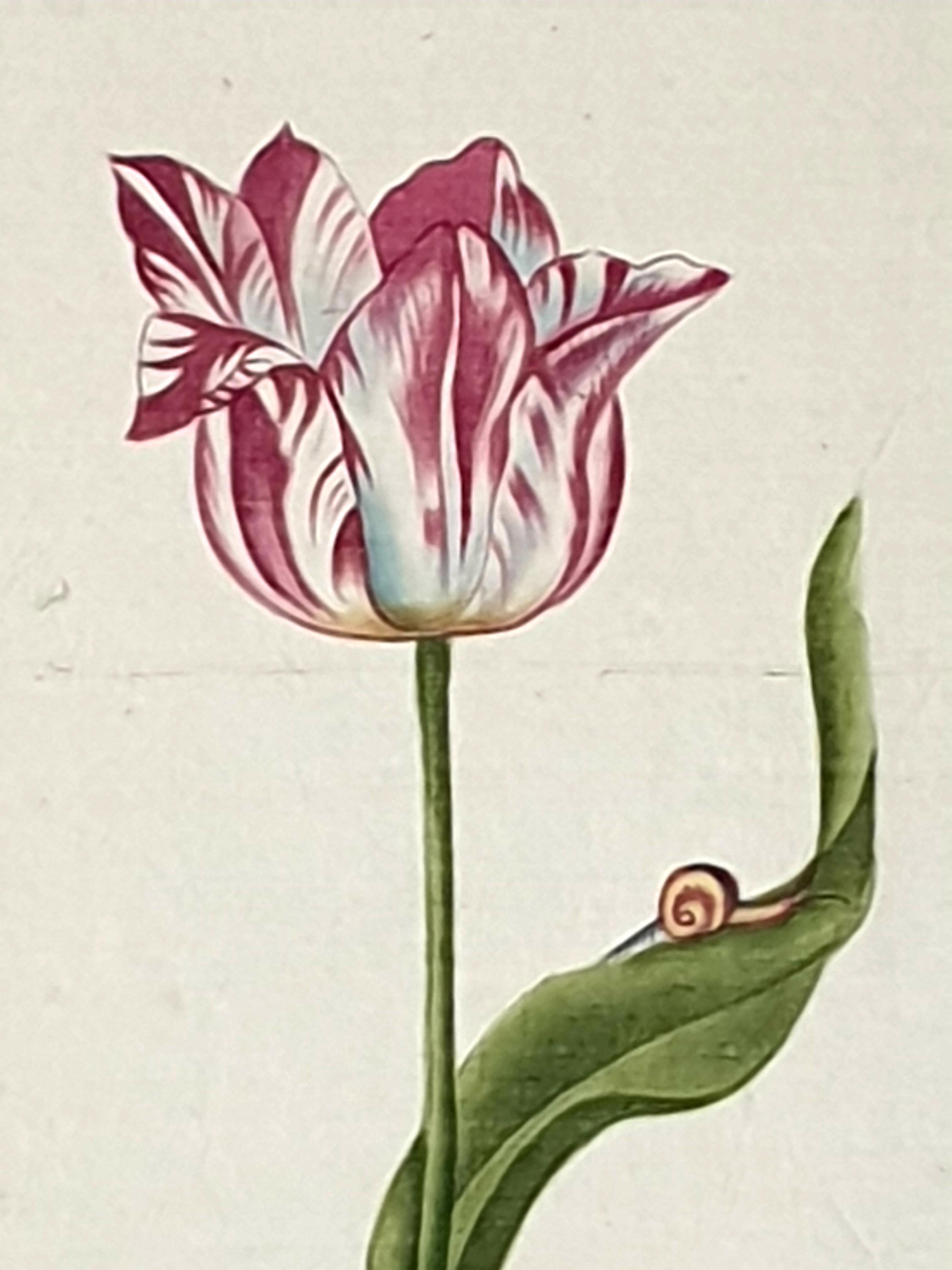 Études botaniques, aquarelles sur soie sur papier fait main, ensemble de trois tulipes en vente 9