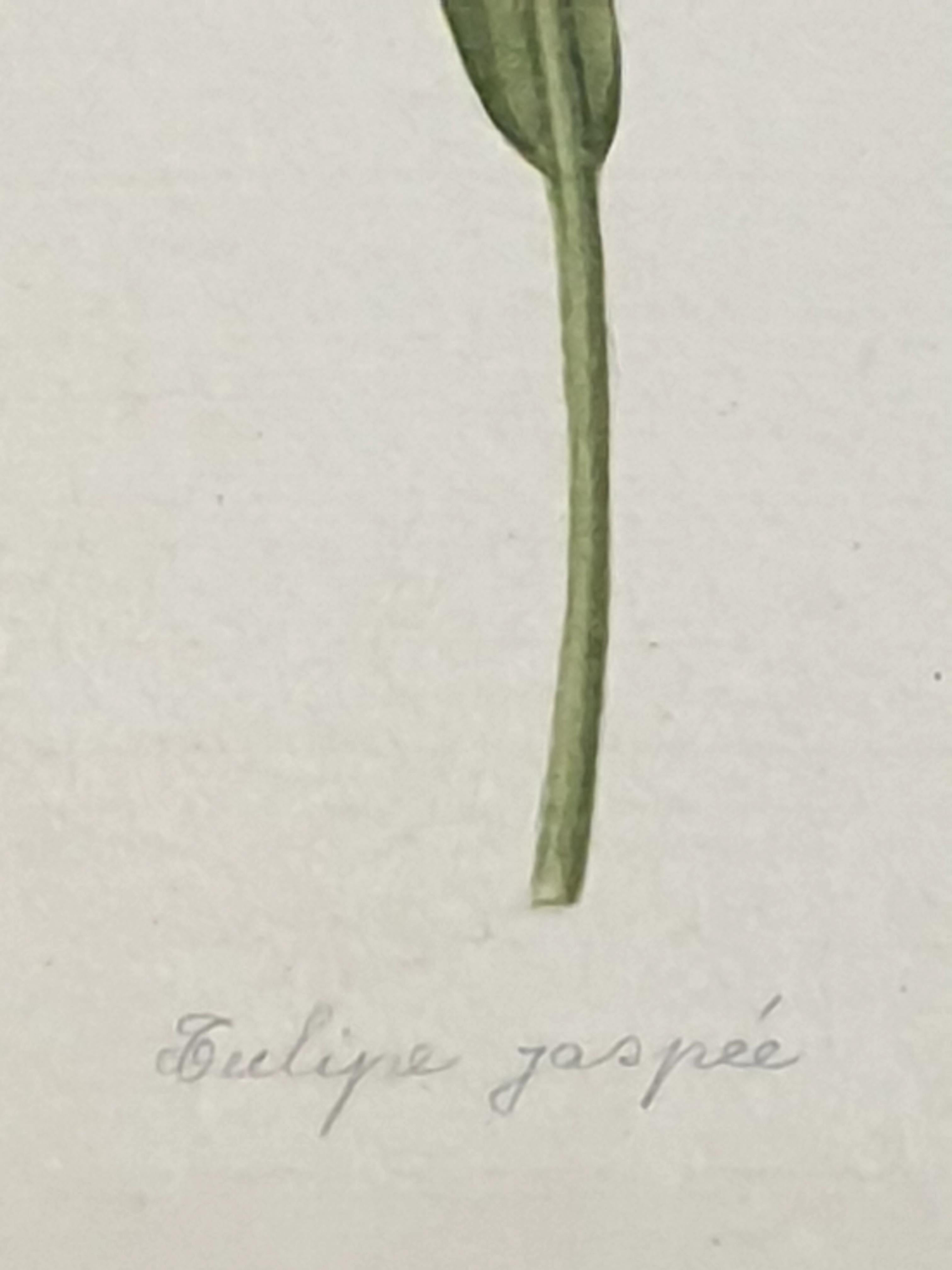 Études botaniques, aquarelles sur soie sur papier fait main, ensemble de trois tulipes en vente 10