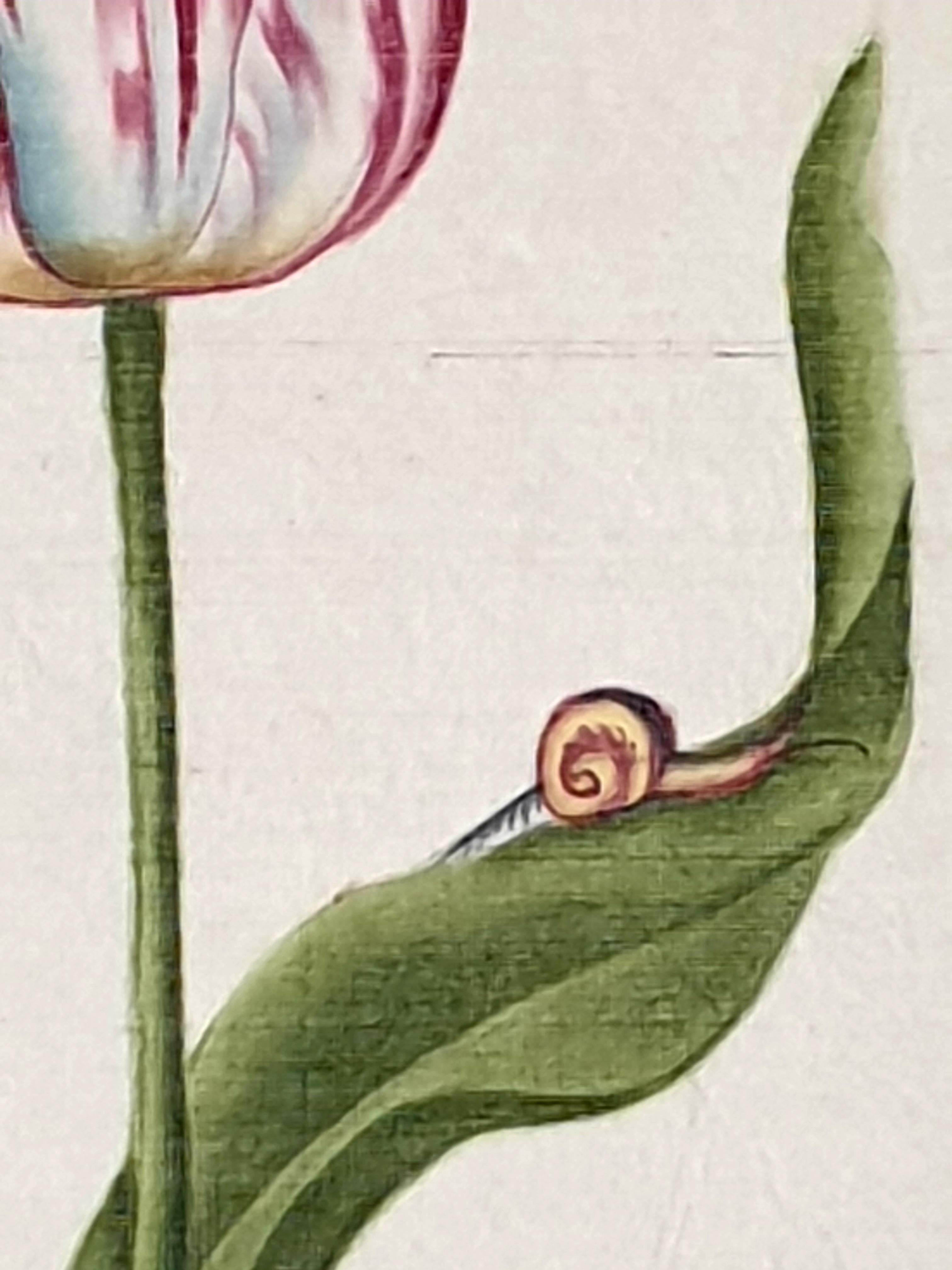 Études botaniques, aquarelles sur soie sur papier fait main, ensemble de trois tulipes en vente 11
