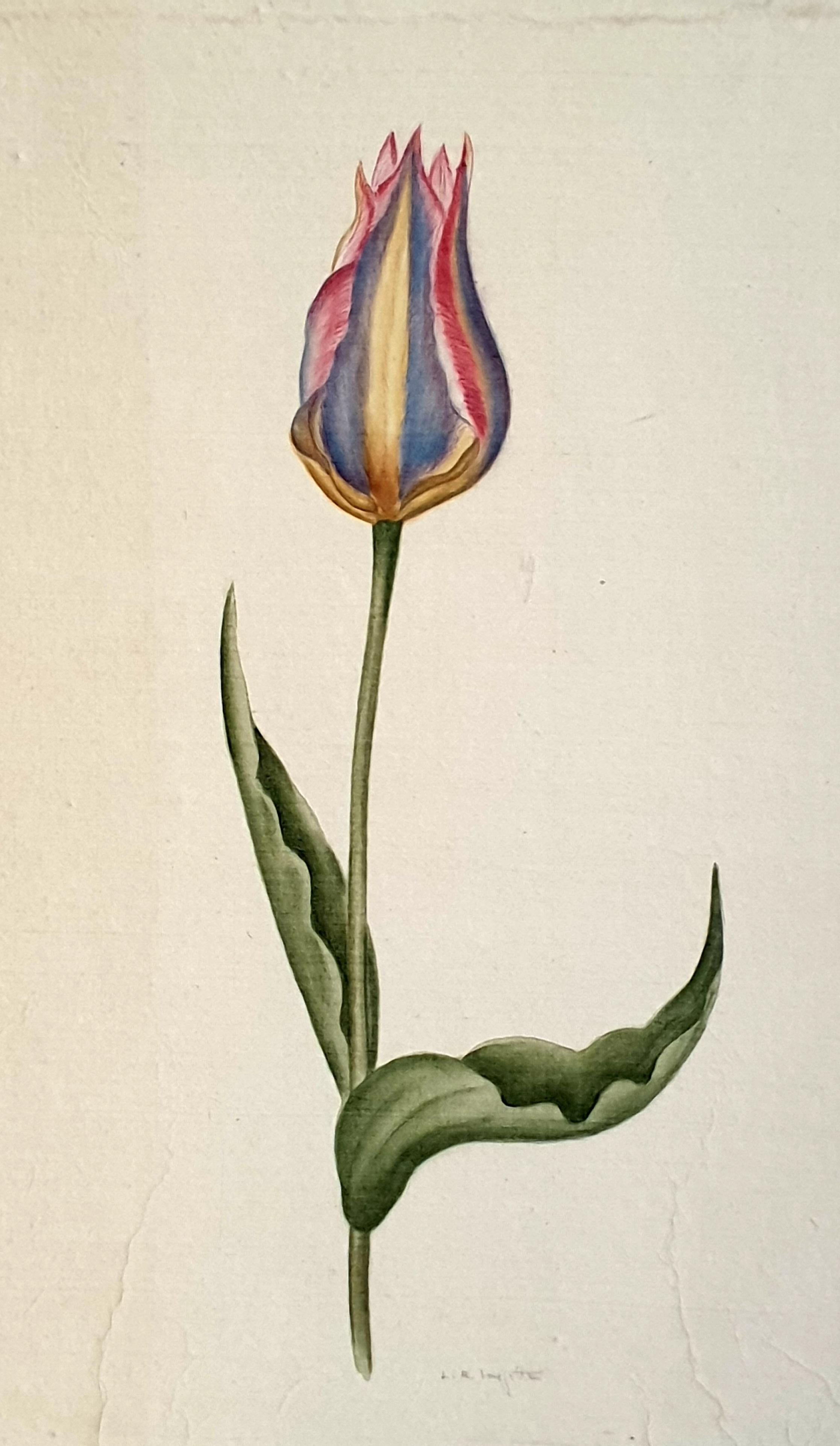 Botanical Studies, Watercolours on Silk on Handmade Paper, Set of Three Tulips. - Art by La Roche Laffitte