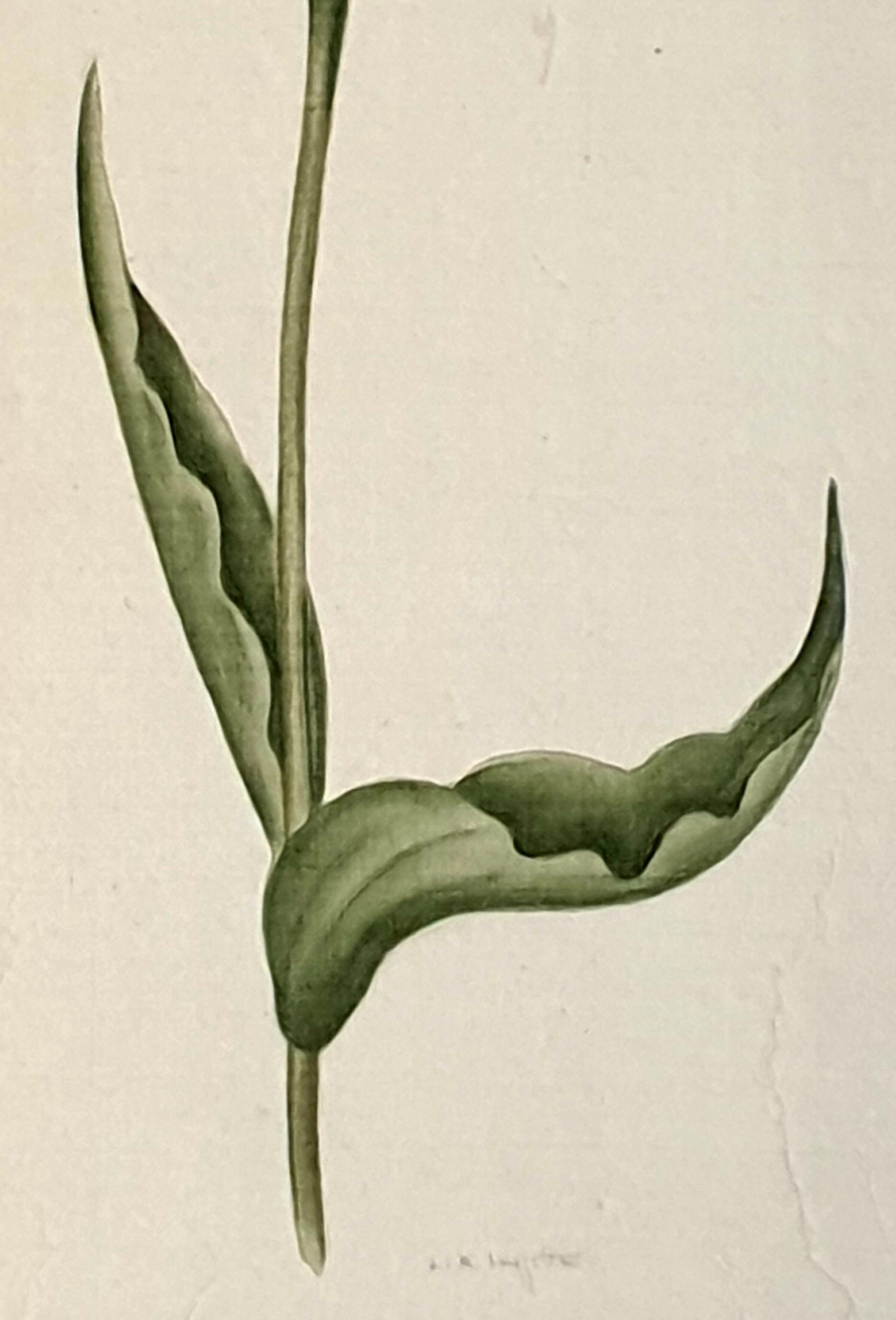 Botanical Studies, Watercolours on Silk on Handmade Paper, Set of Three Tulips. - Realist Art by La Roche Laffitte