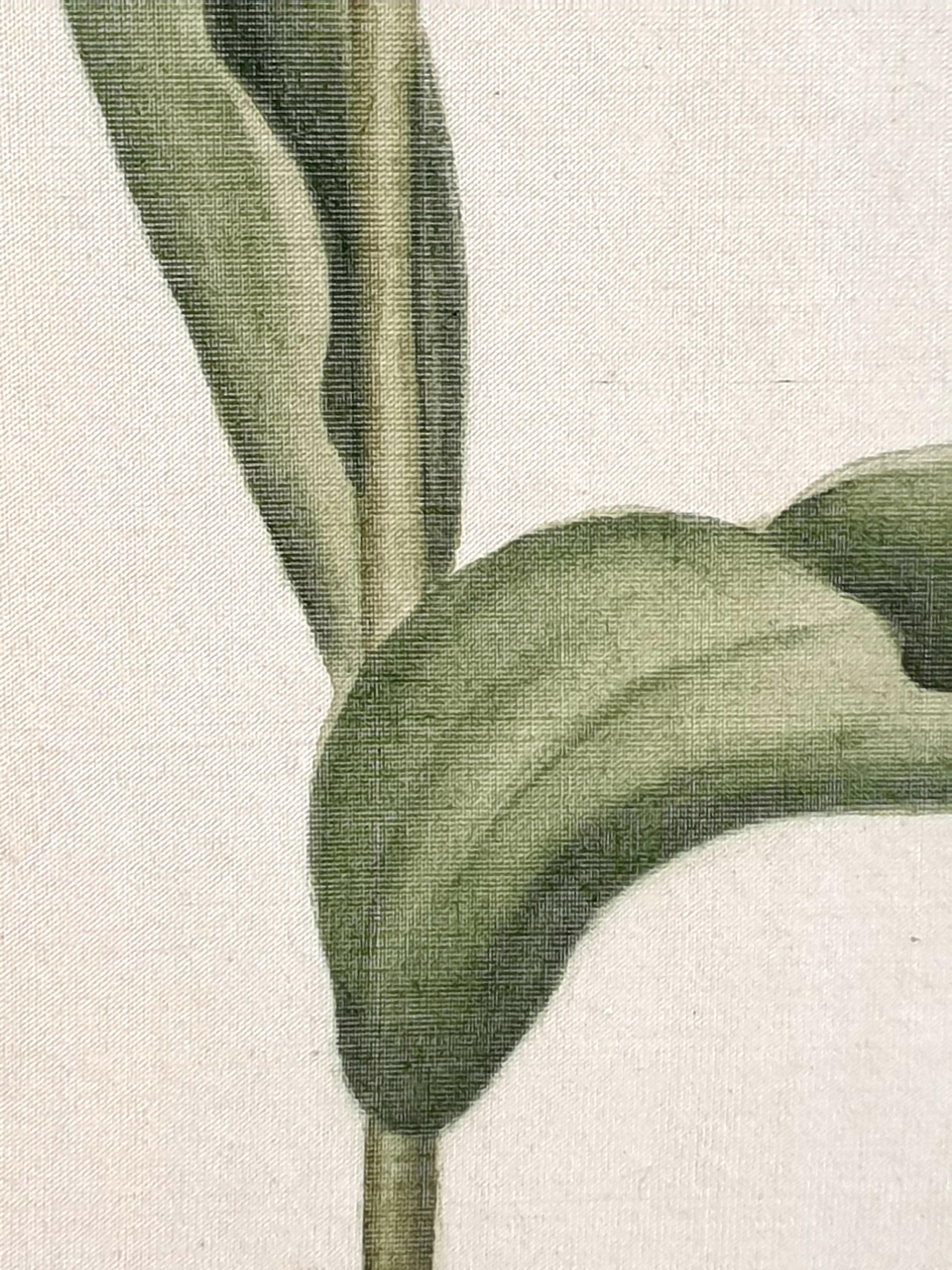Études botaniques, aquarelles sur soie sur papier fait main, ensemble de trois tulipes en vente 3