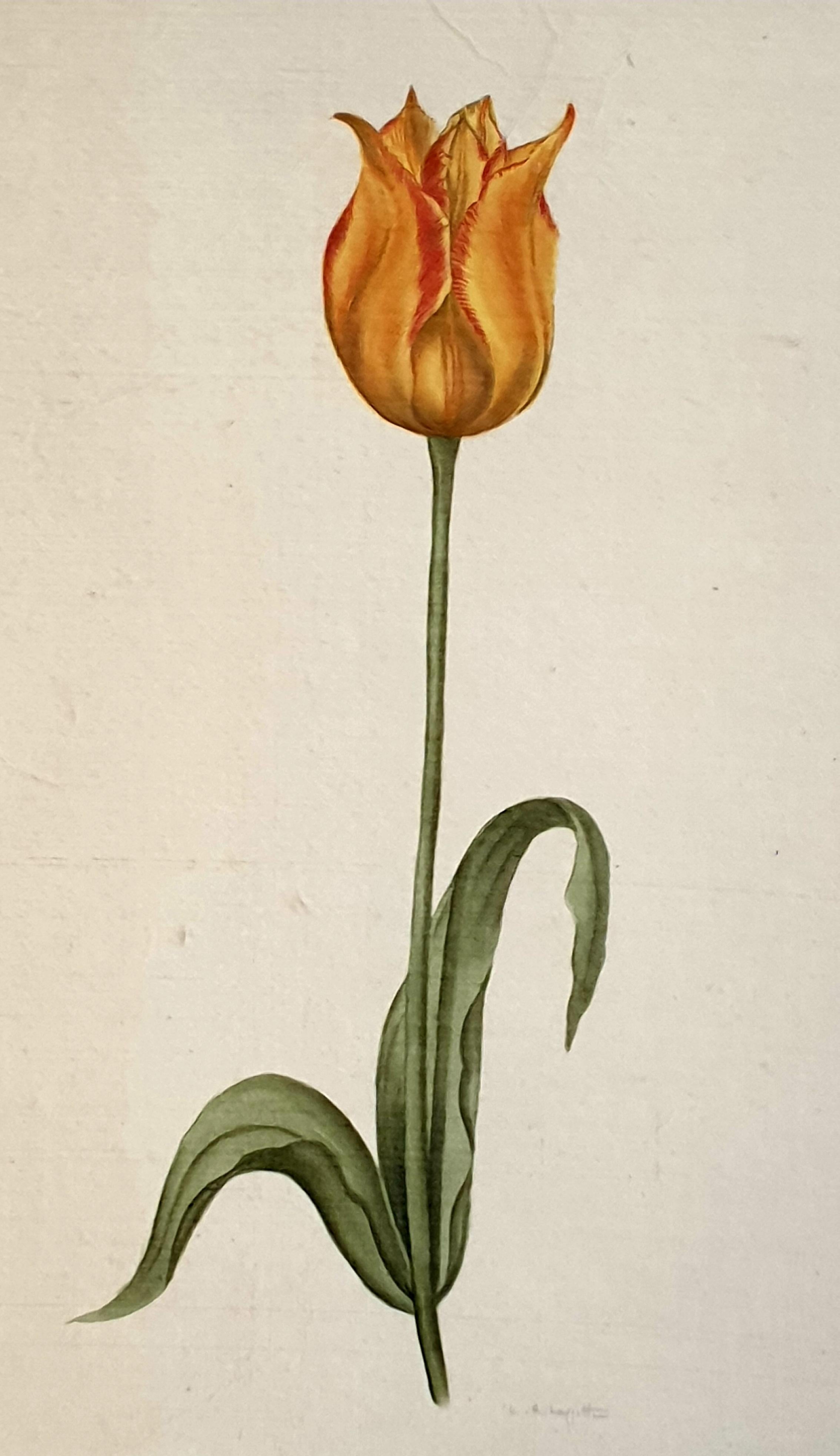 Estudios Botánicos, Acuarelas sobre Seda sobre Papel Hecho a Mano, Conjunto de Tres Tulipanes. en venta 4