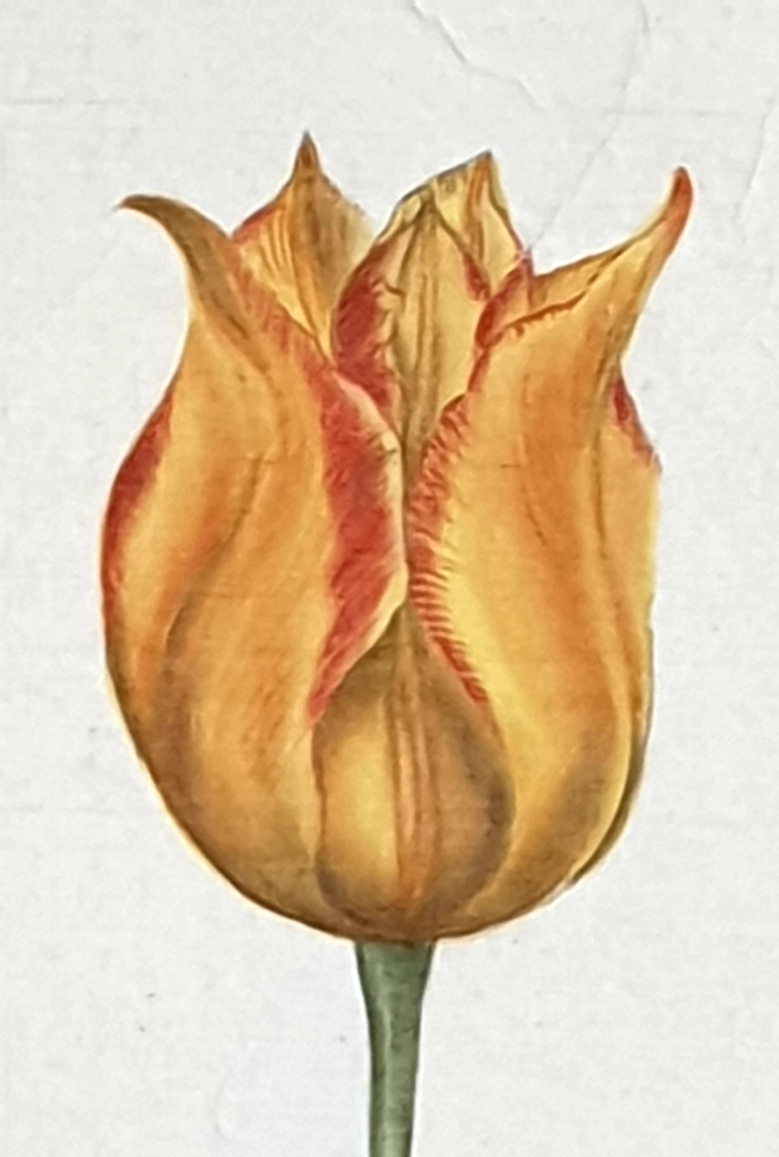 Études botaniques, aquarelles sur soie sur papier fait main, ensemble de trois tulipes en vente 5