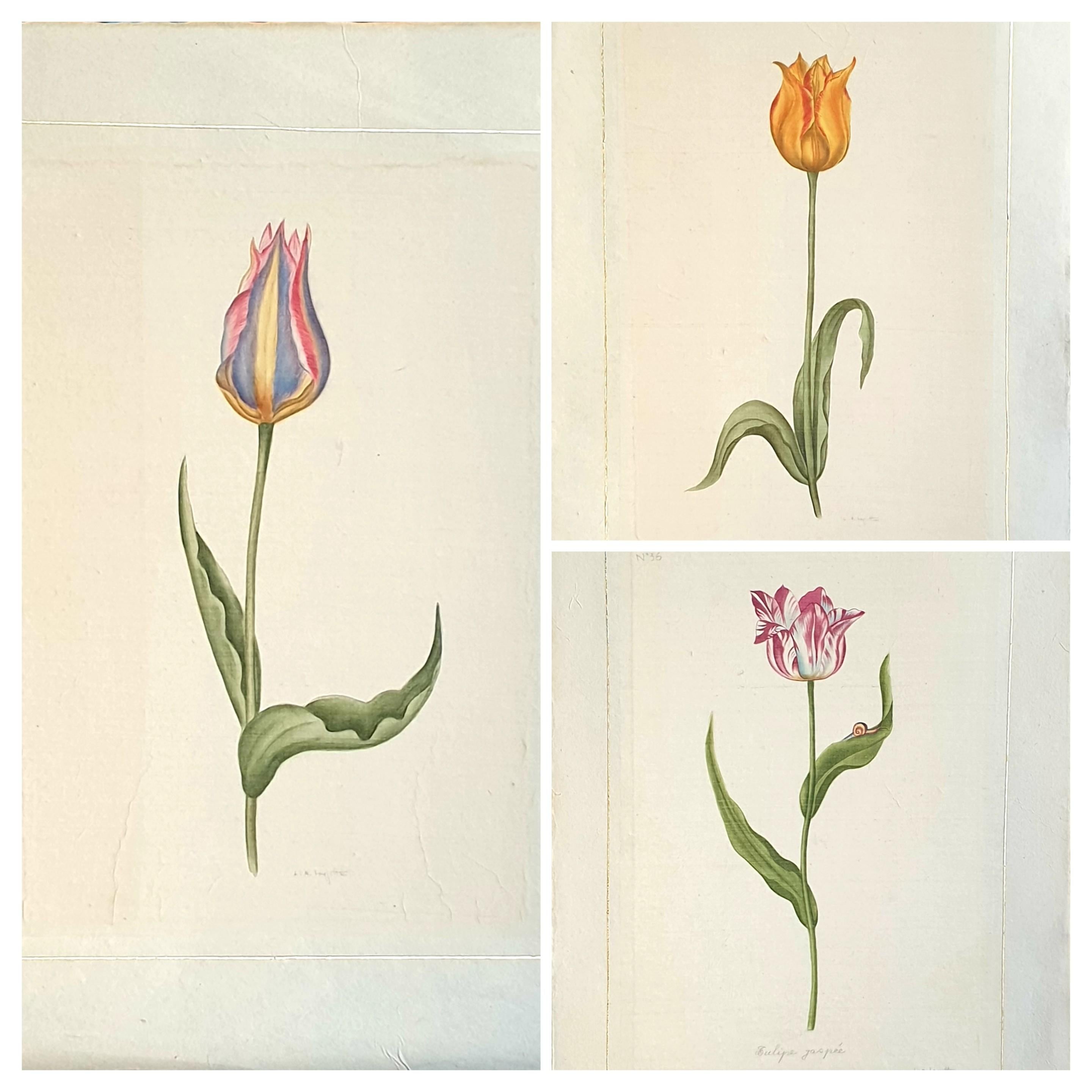 La Roche Laffitte Still-Life – Botanical Studies, Aquarelle auf Seide auf handgeschöpftem Papier, Set von drei Tulpen.
