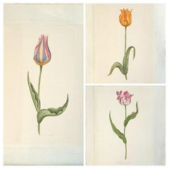 Études botaniques, aquarelles sur soie sur papier fait main, ensemble de trois tulipes