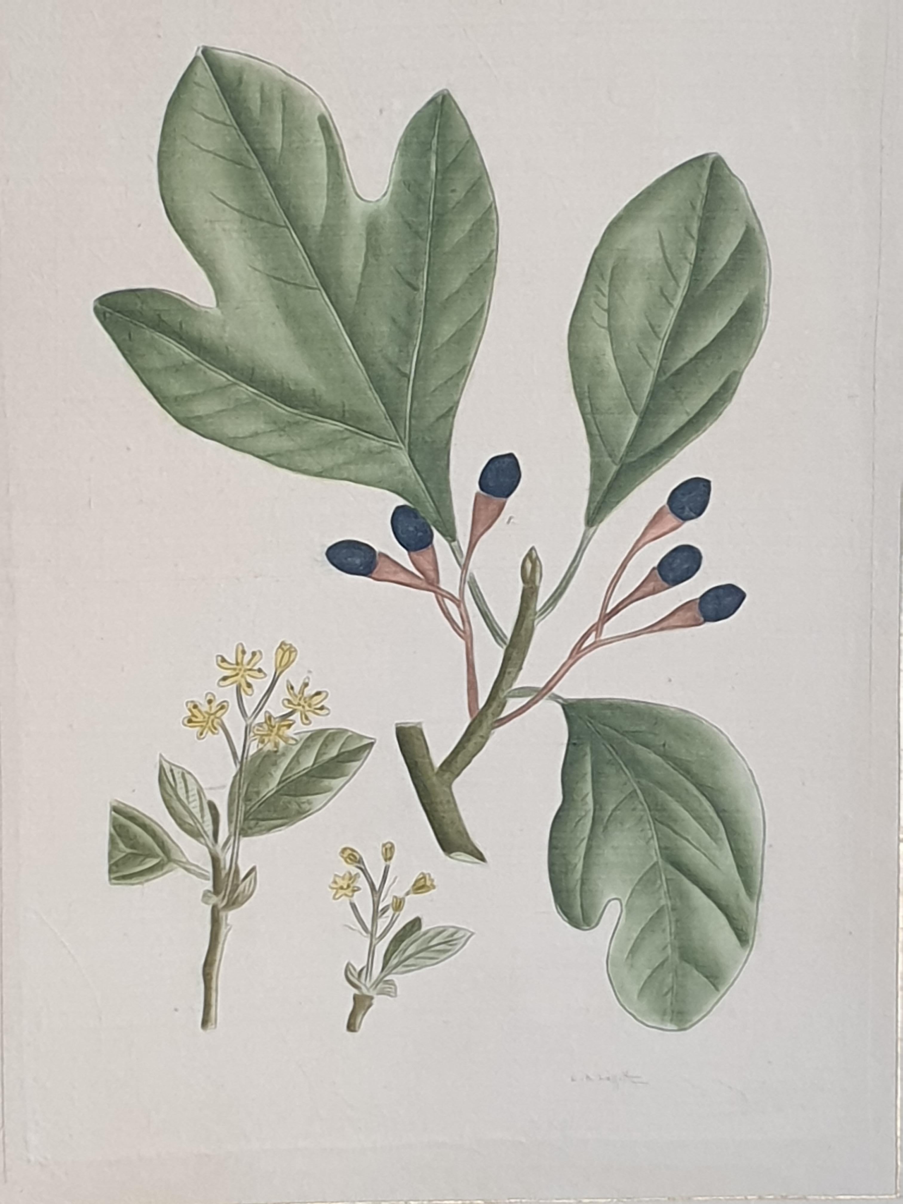 Set von vier botanischen Aquarellen von Früchtenpflanzen auf Seide auf handgeschöpftem Papier. – Painting von La Roche Laffitte