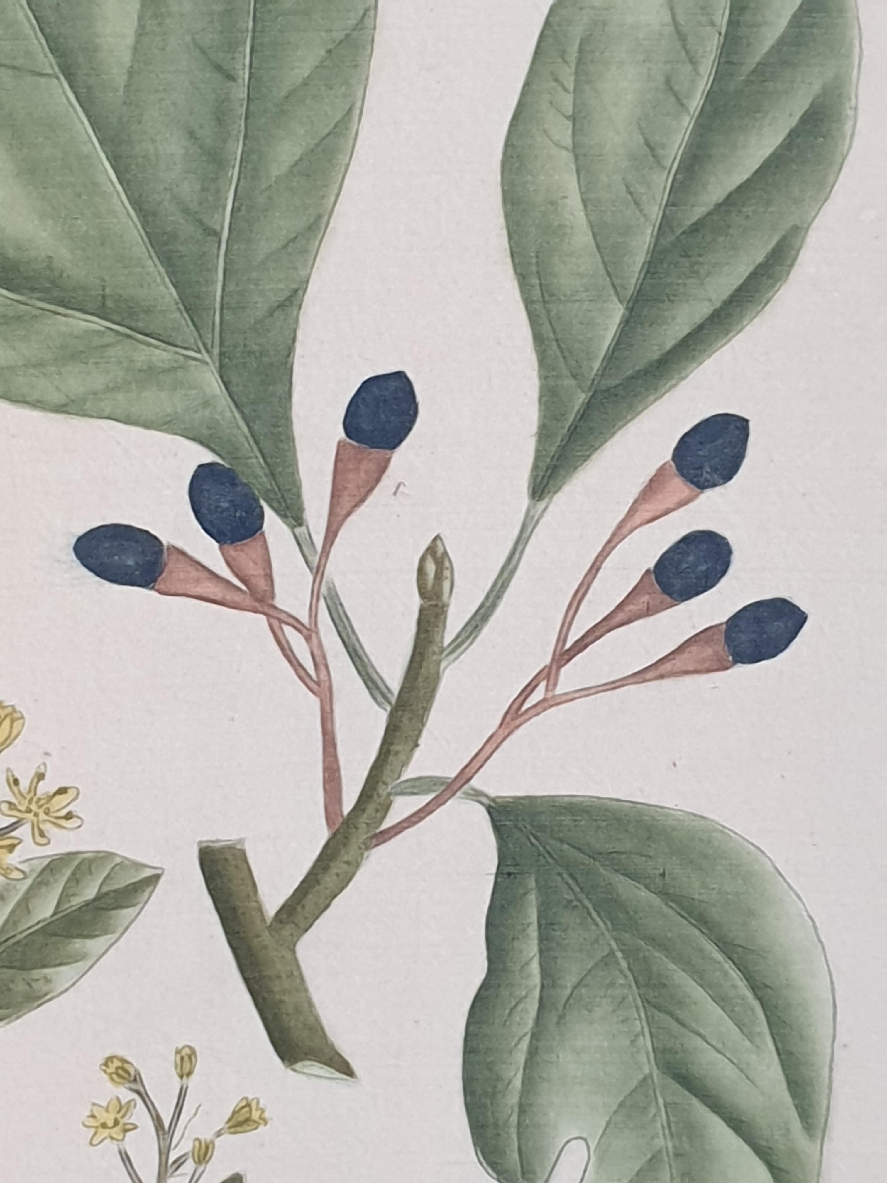 A set of four fine hand painted botanical watercolour studies on silk by La Roche Laffitte. The works are signed bottom right and titled below three of the watercolours in Latin and Greek. The silk has been mounted on handmade paper with a gilt