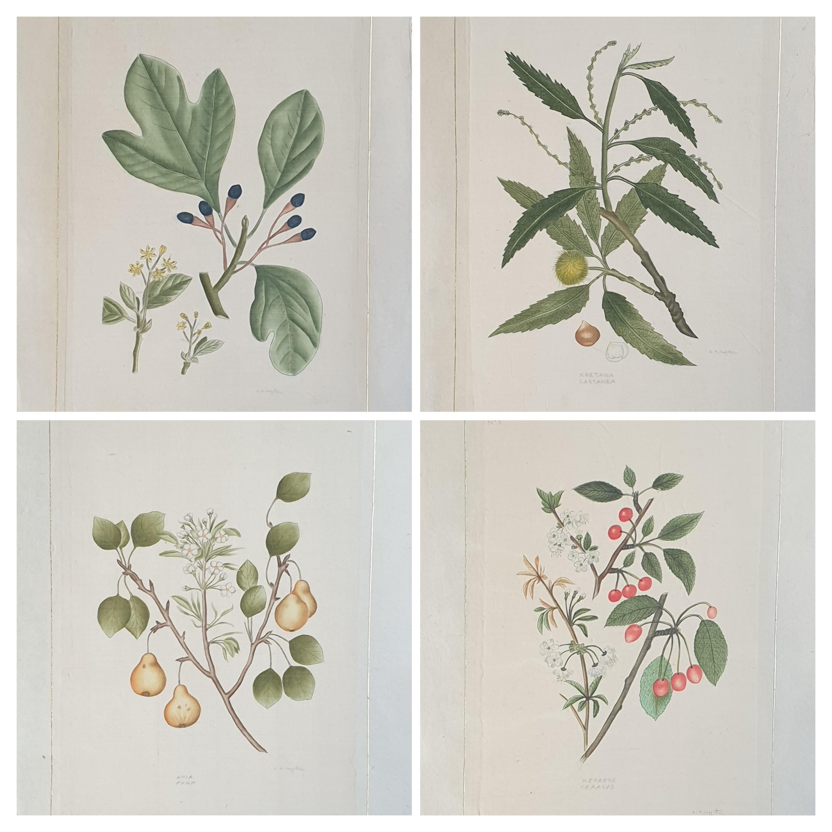La Roche Laffitte Still-Life Painting – Set von vier botanischen Aquarellen von Früchtenpflanzen auf Seide auf handgeschöpftem Papier.