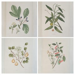 Retro Set of Four Botanical Watercolours of Fruiting Plants on Silk on Handmade Paper.
