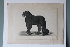 Vintage Black Panther watercolour on silk on Japanese paper by La Roche Laffitte