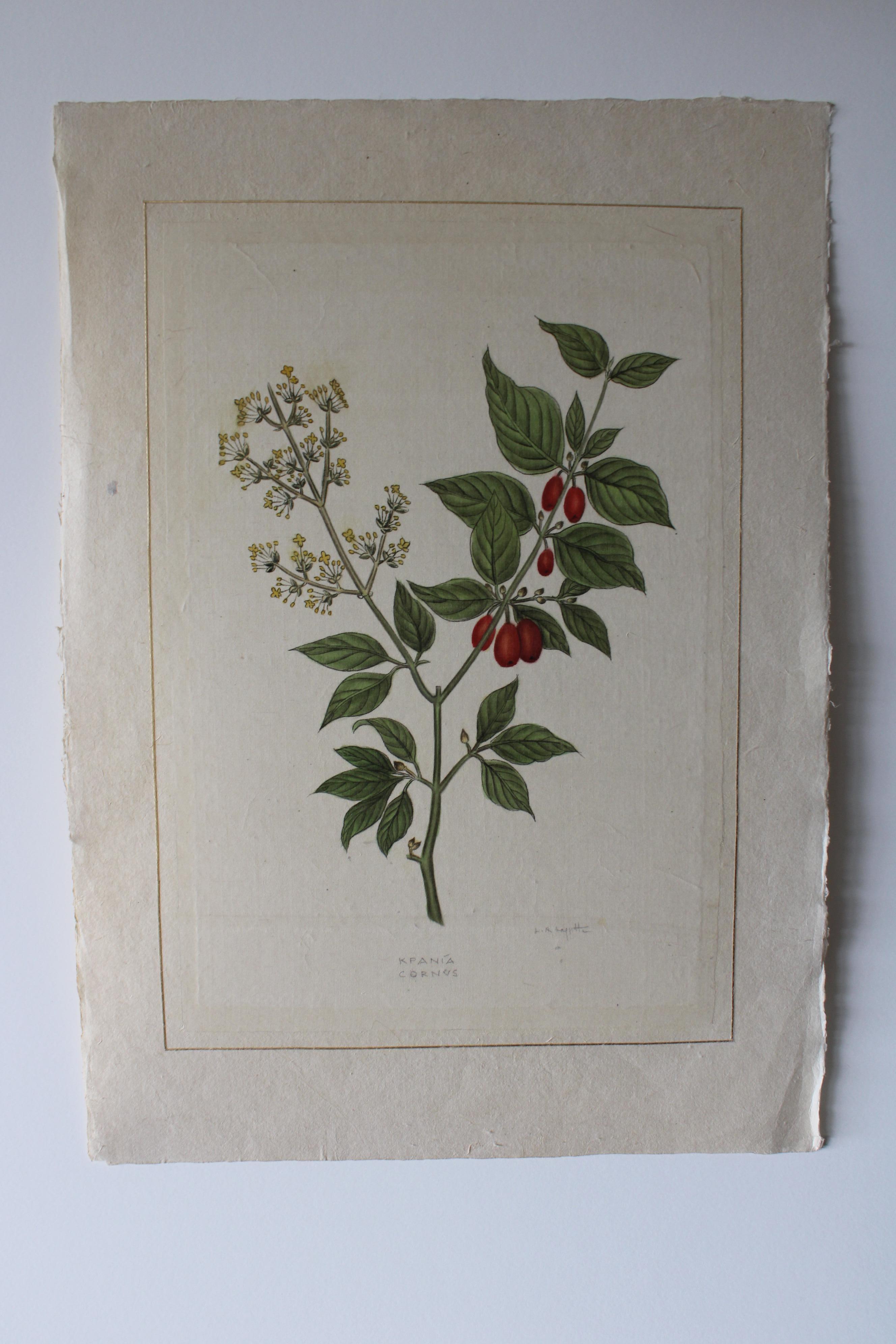 botanisches Aquarell auf Seide auf japanischem Papier von La Roche Laffitte, Vintage 1