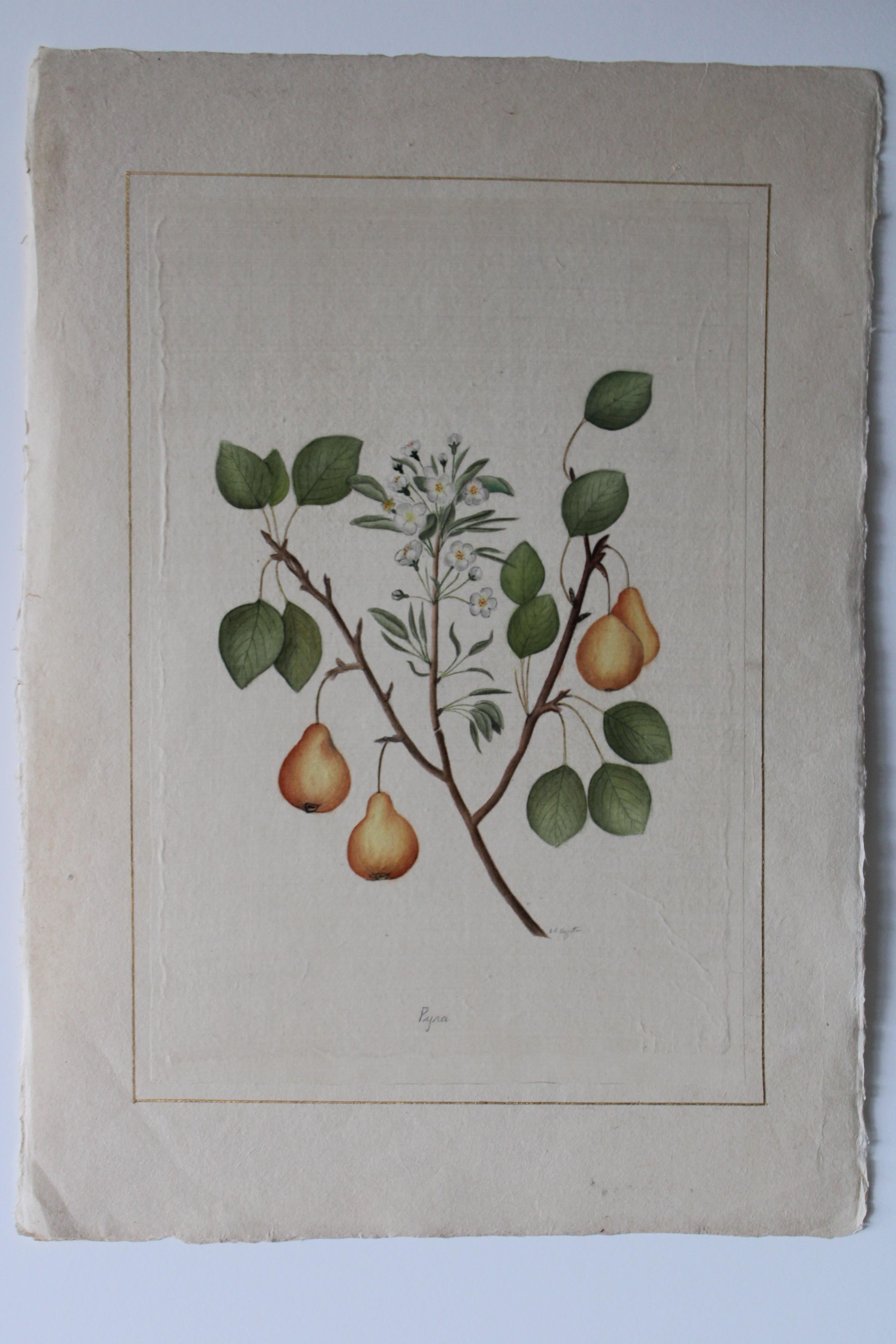 Set di 2 acquerelli botanici d'epoca su seta di La Roche Laffitte in vendita 1