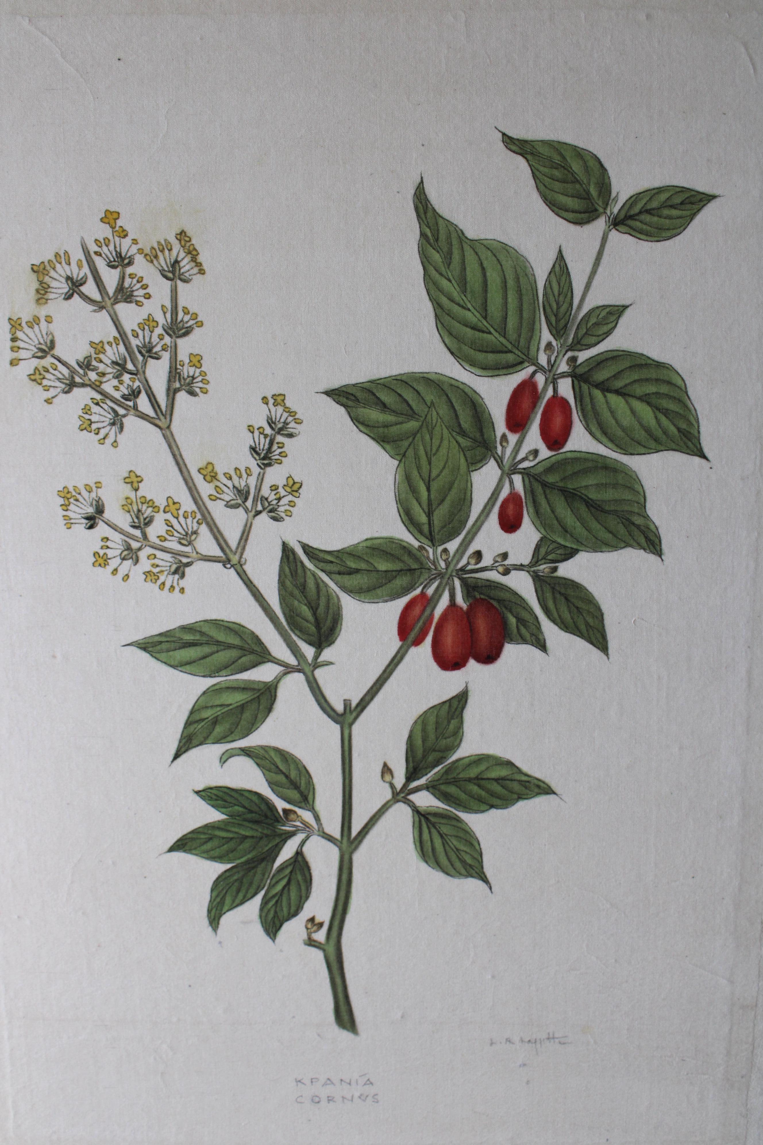 botanisches Aquarell auf Seide auf japanischem Papier von La Roche Laffitte, Vintage 2