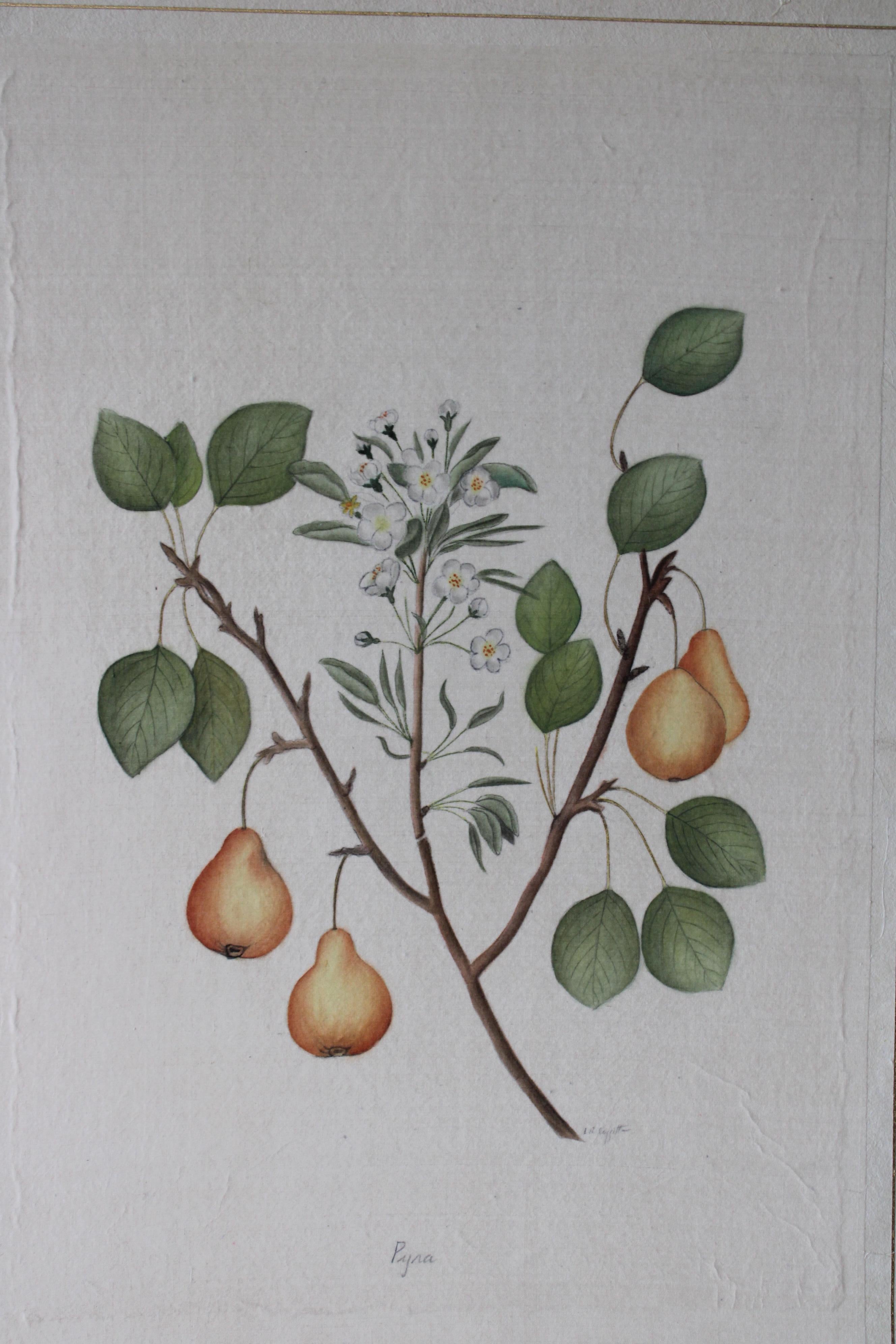 Set di 2 acquerelli botanici d'epoca su seta di La Roche Laffitte in vendita 2