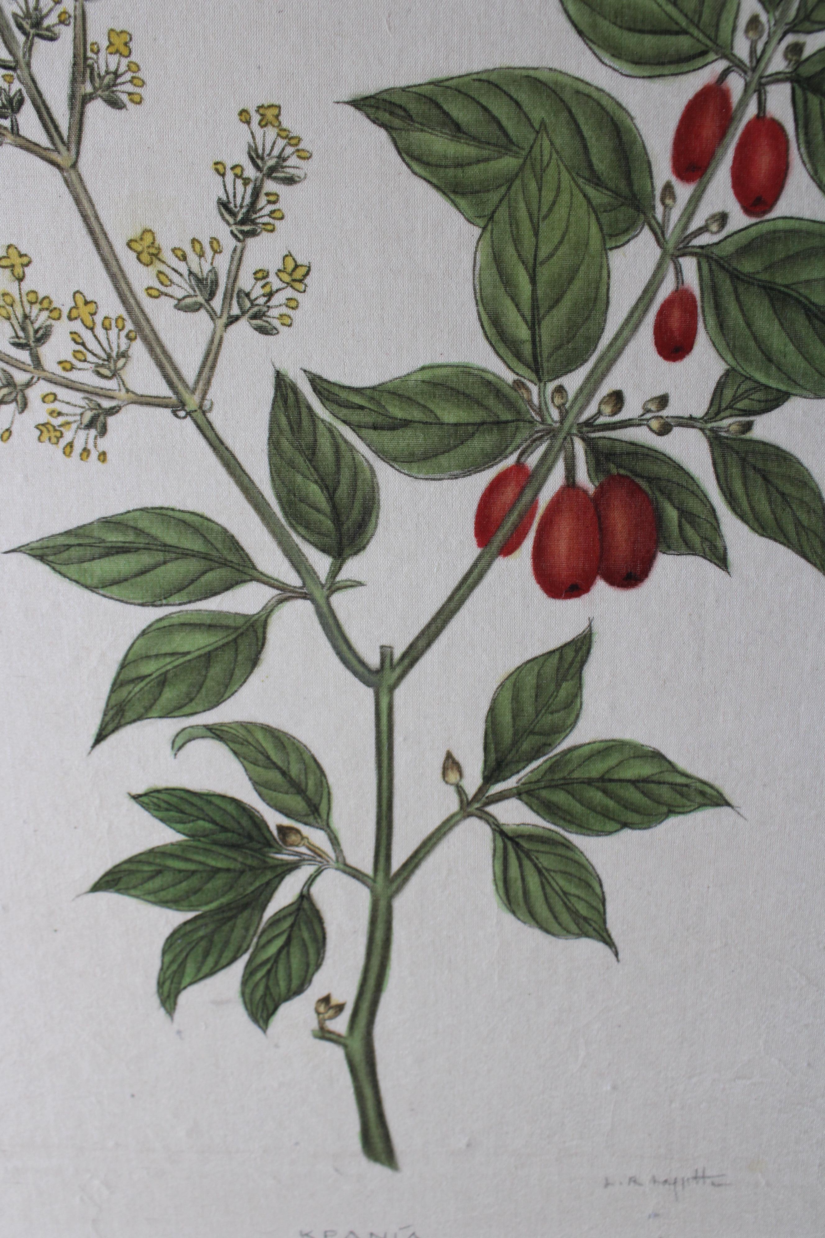 botanisches Aquarell auf Seide auf japanischem Papier von La Roche Laffitte, Vintage 3
