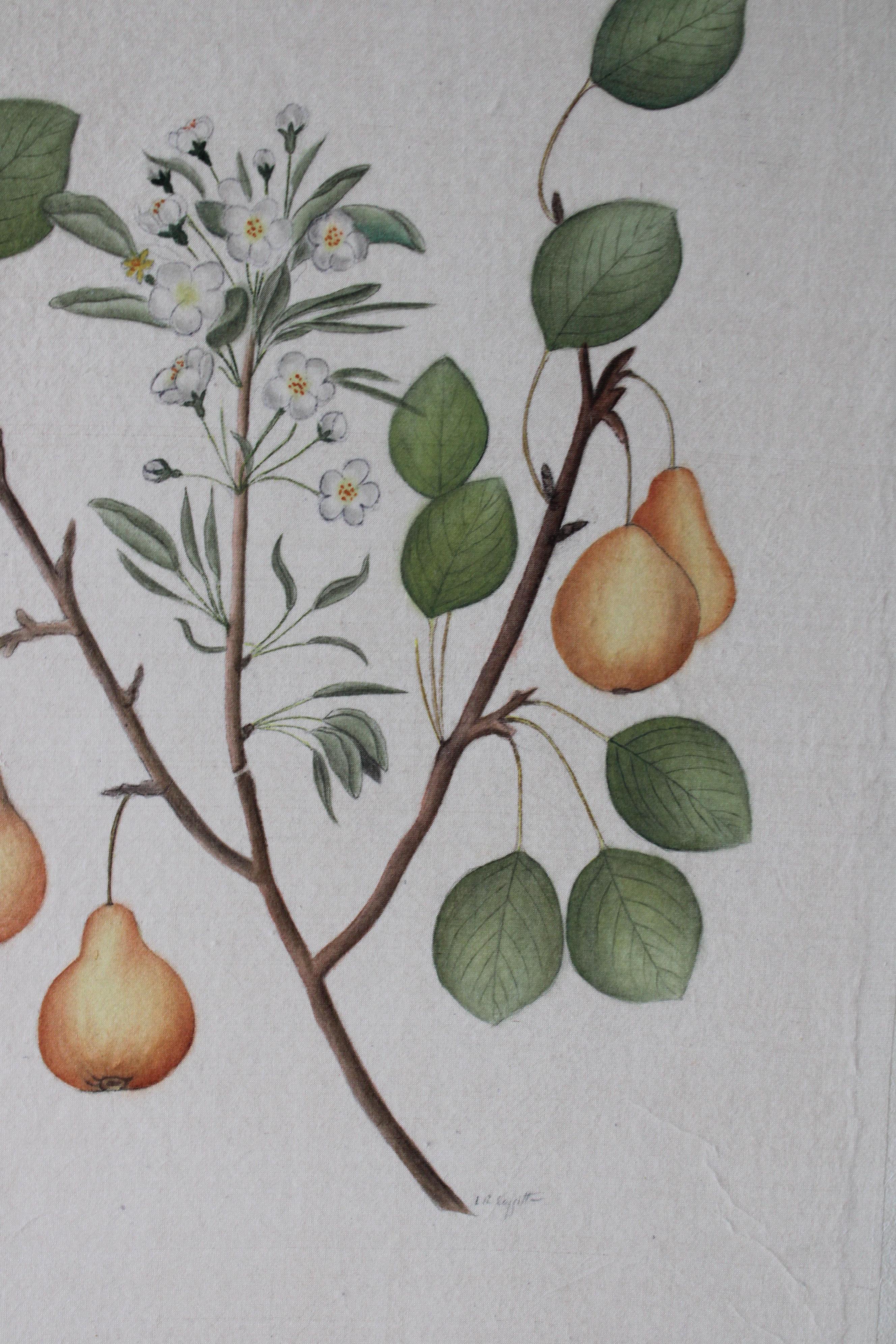 Set di 2 acquerelli botanici d'epoca su seta di La Roche Laffitte in vendita 3