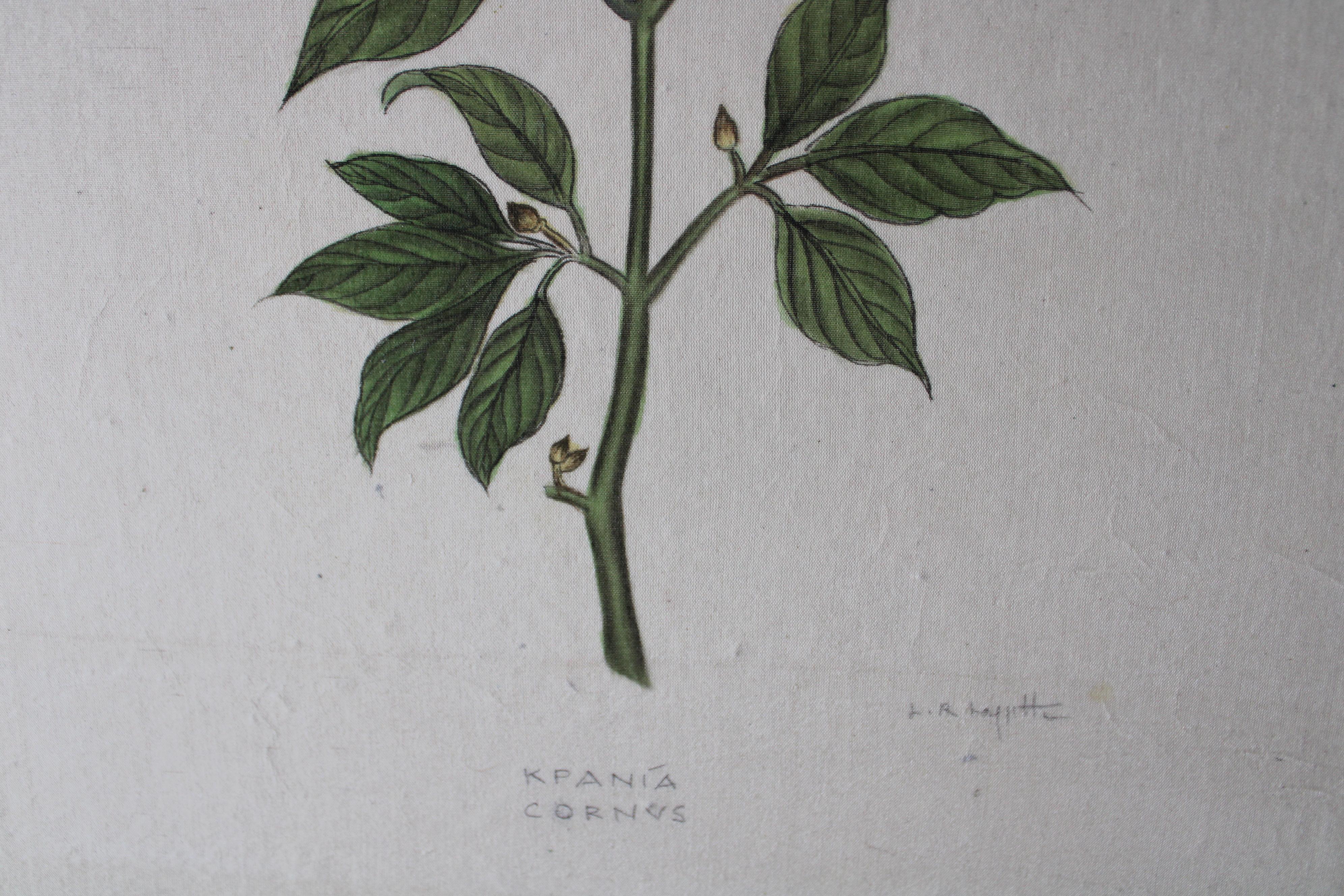 botanisches Aquarell auf Seide auf japanischem Papier von La Roche Laffitte, Vintage 5