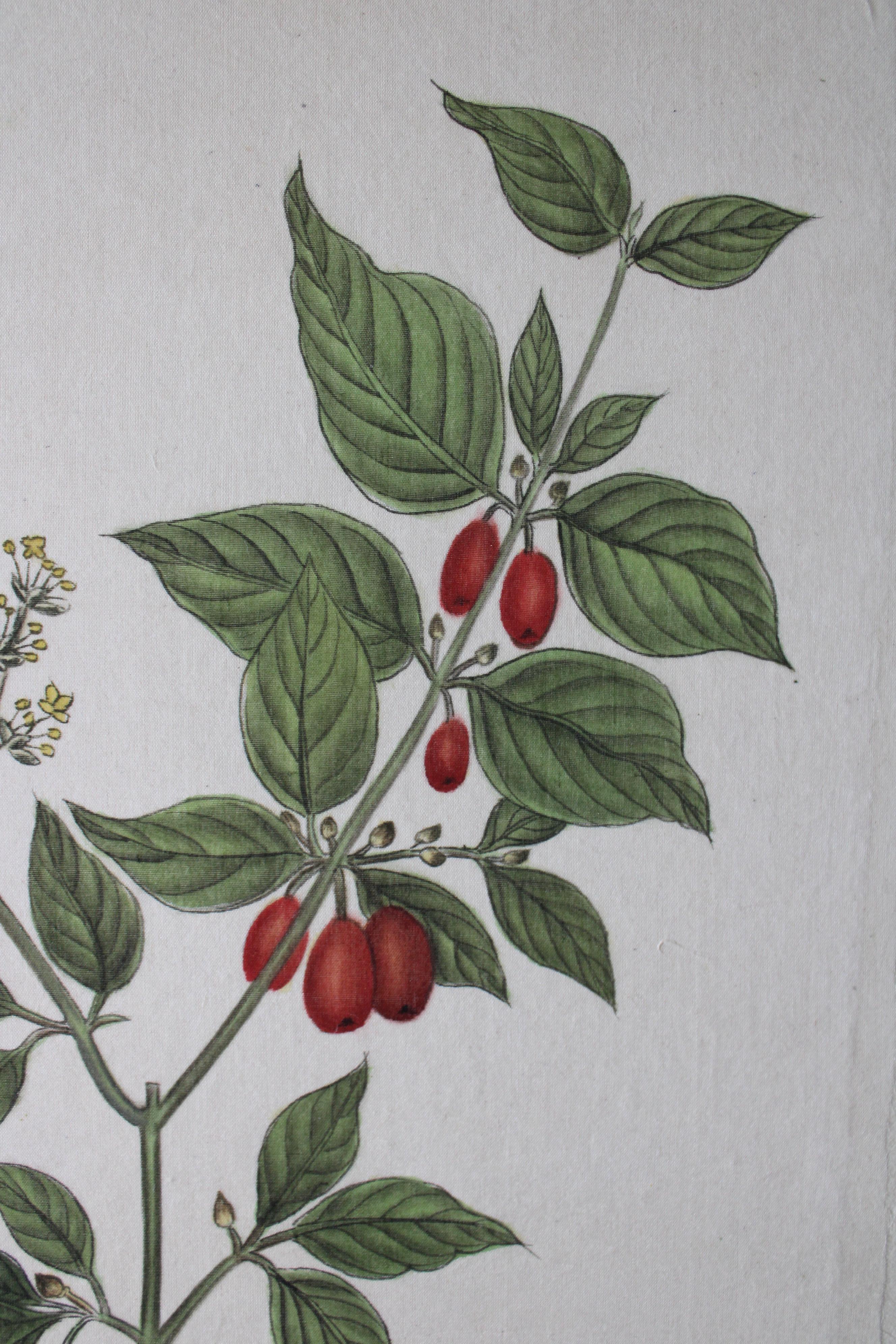 botanisches Aquarell auf Seide auf japanischem Papier von La Roche Laffitte, Vintage 6