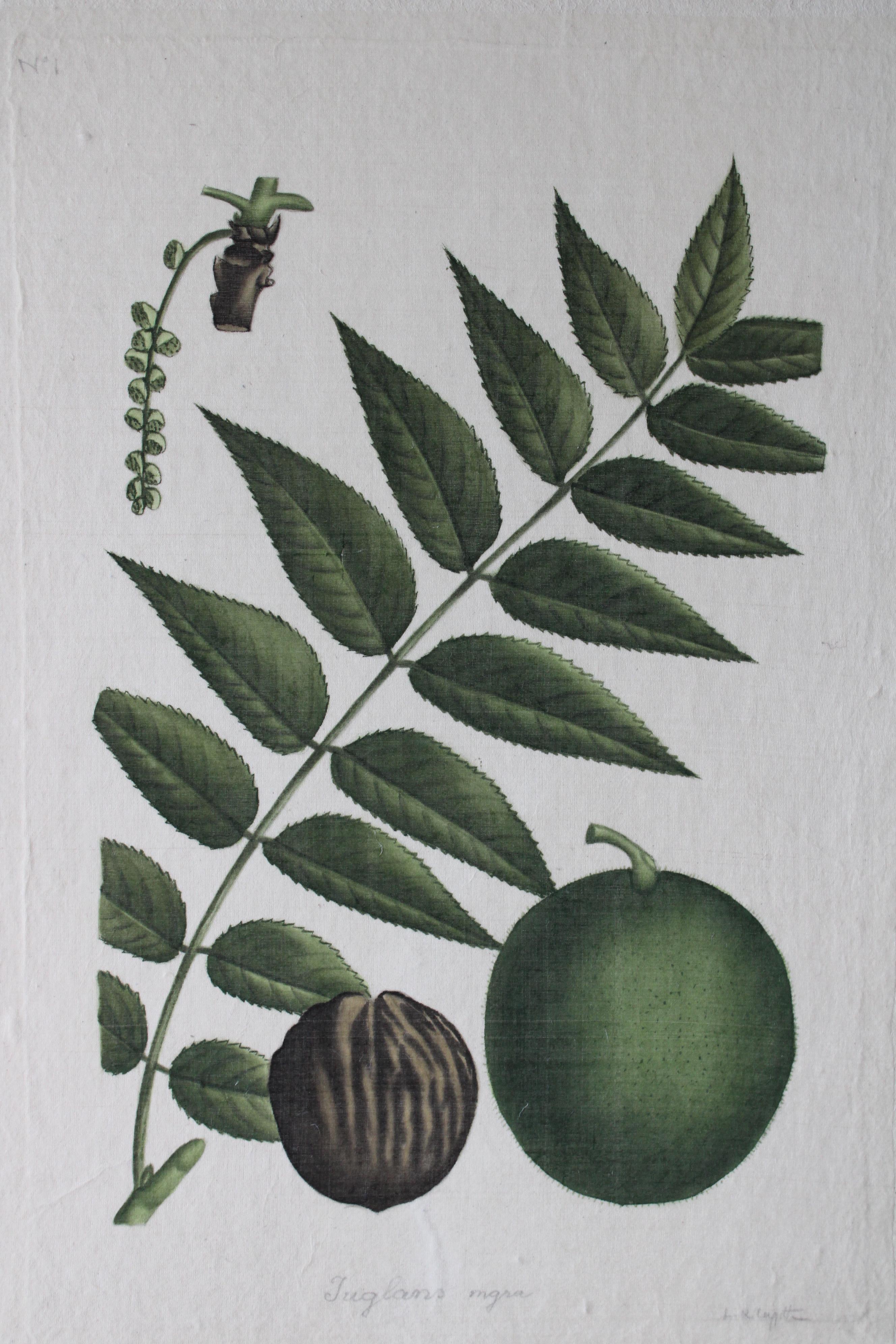 Ensemble de 2 aquarelles botaniques vintage La Roche Laffitte sur soie en vente 6