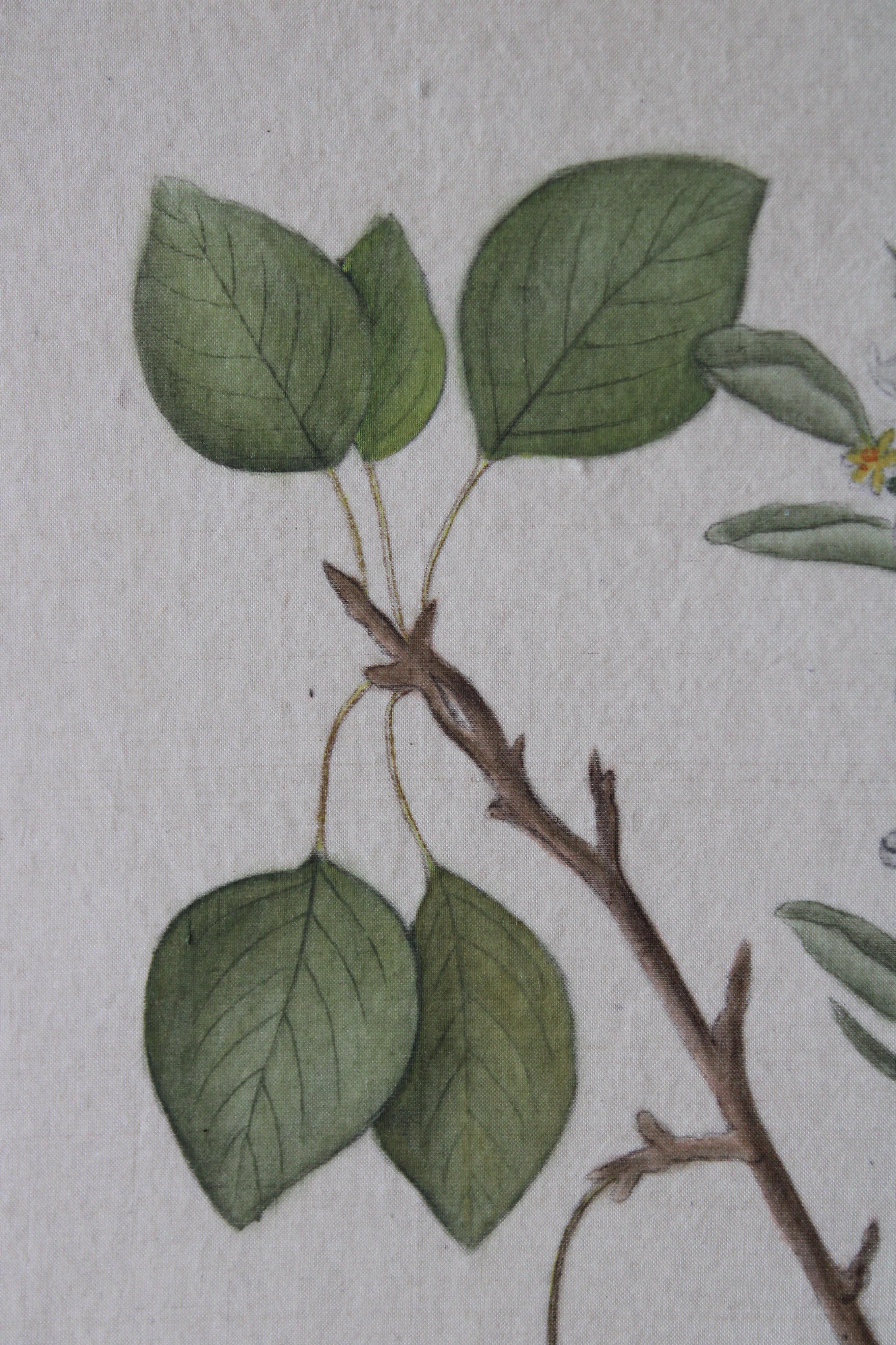 Set di 2 acquerelli botanici d'epoca su seta di La Roche Laffitte in vendita 7