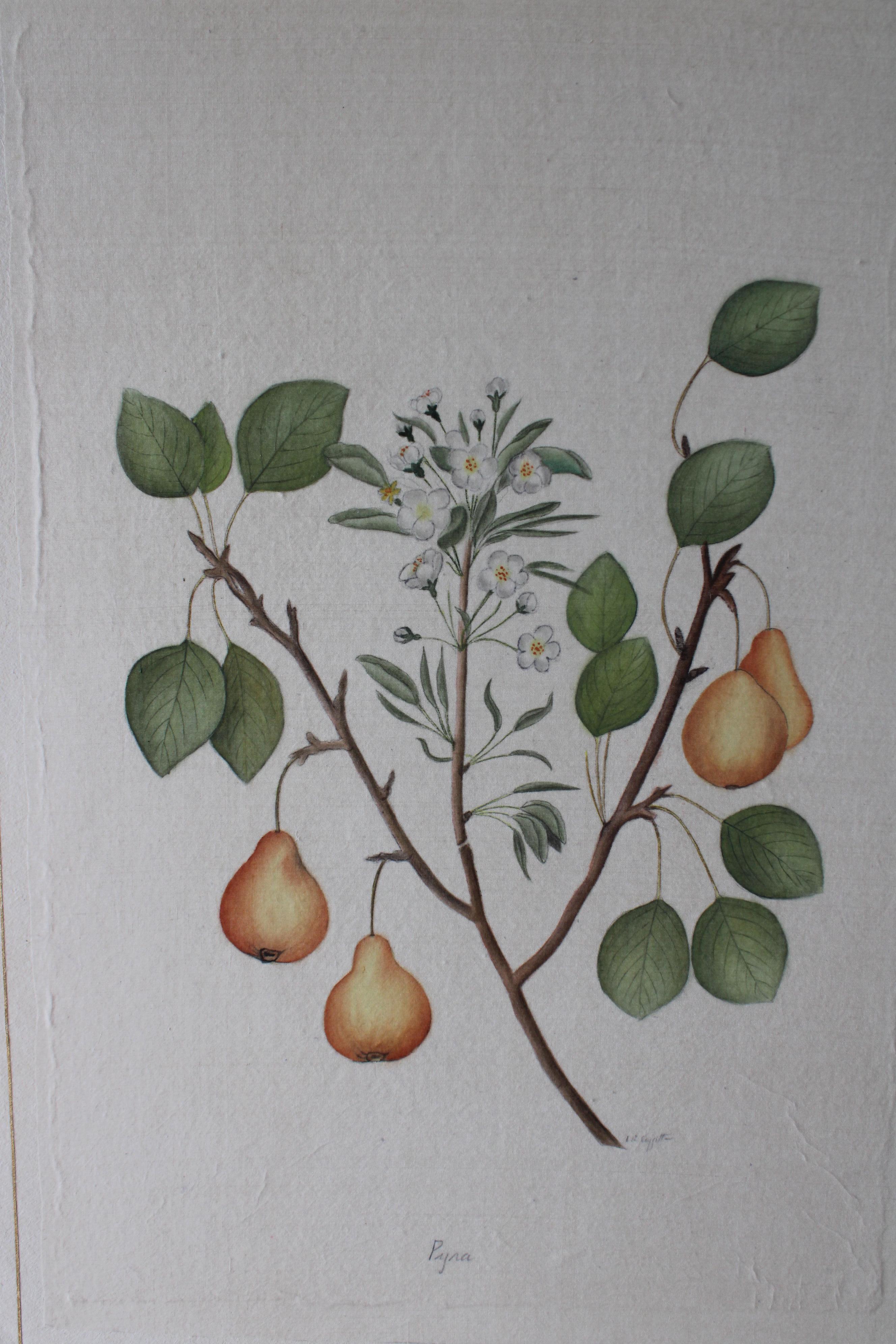 Set di 2 acquerelli botanici d'epoca su seta di La Roche Laffitte in vendita 8