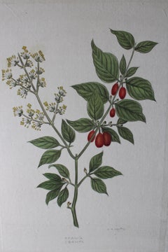 botanisches Aquarell auf Seide auf japanischem Papier von La Roche Laffitte, Vintage